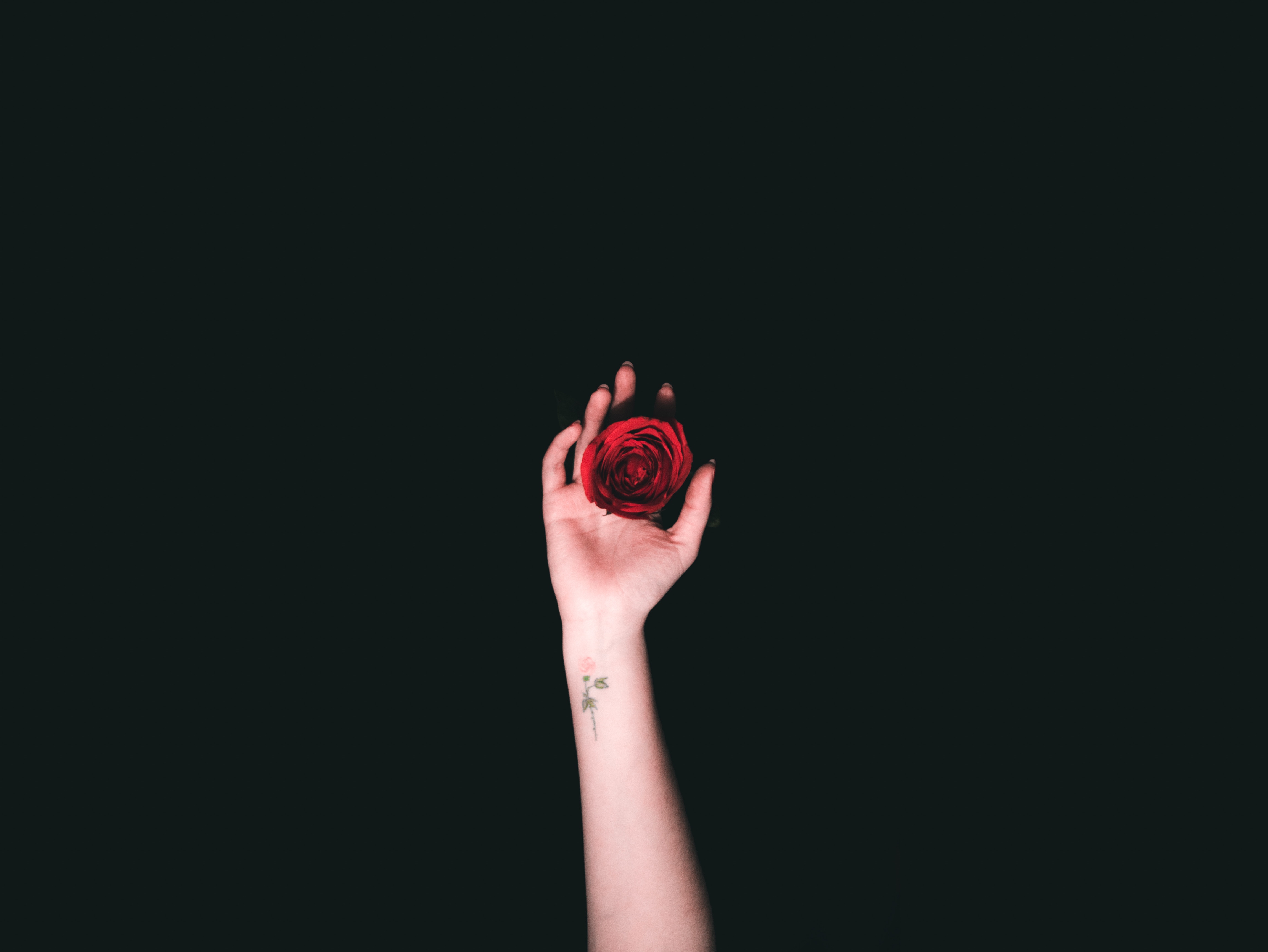 110091 download wallpaper roses, hand, minimalism, tattoo screensavers and pictures for free