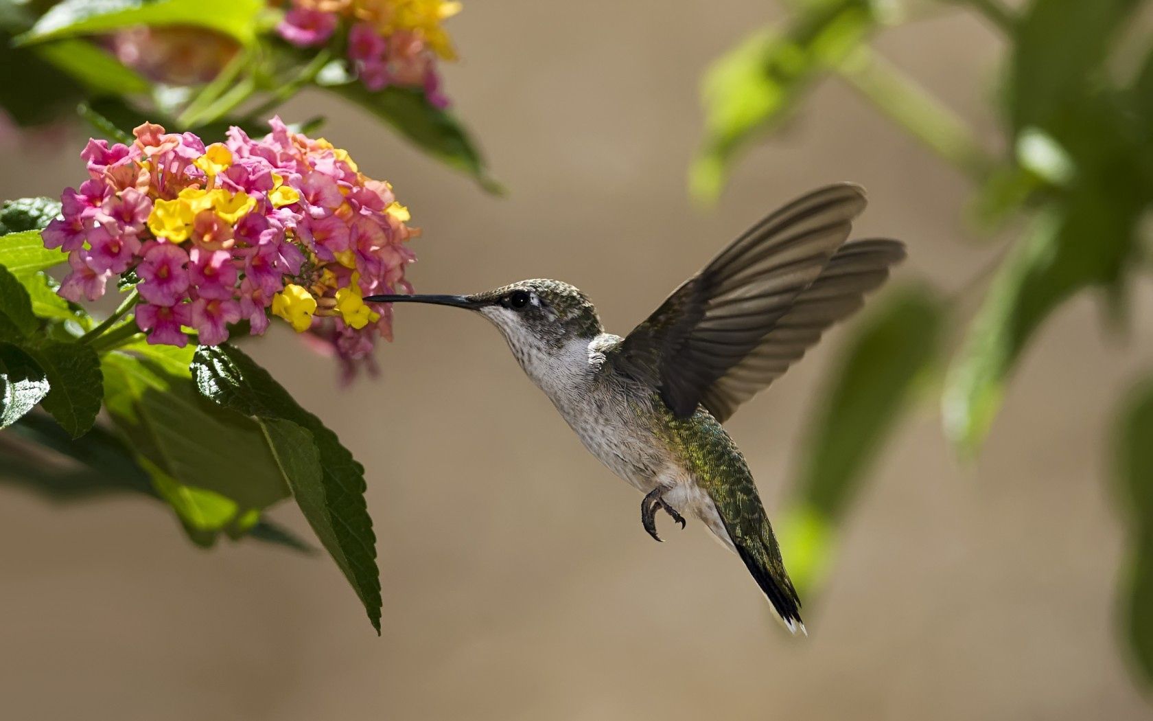 Phone Background Full HD nectar, bird, leaves, flowers