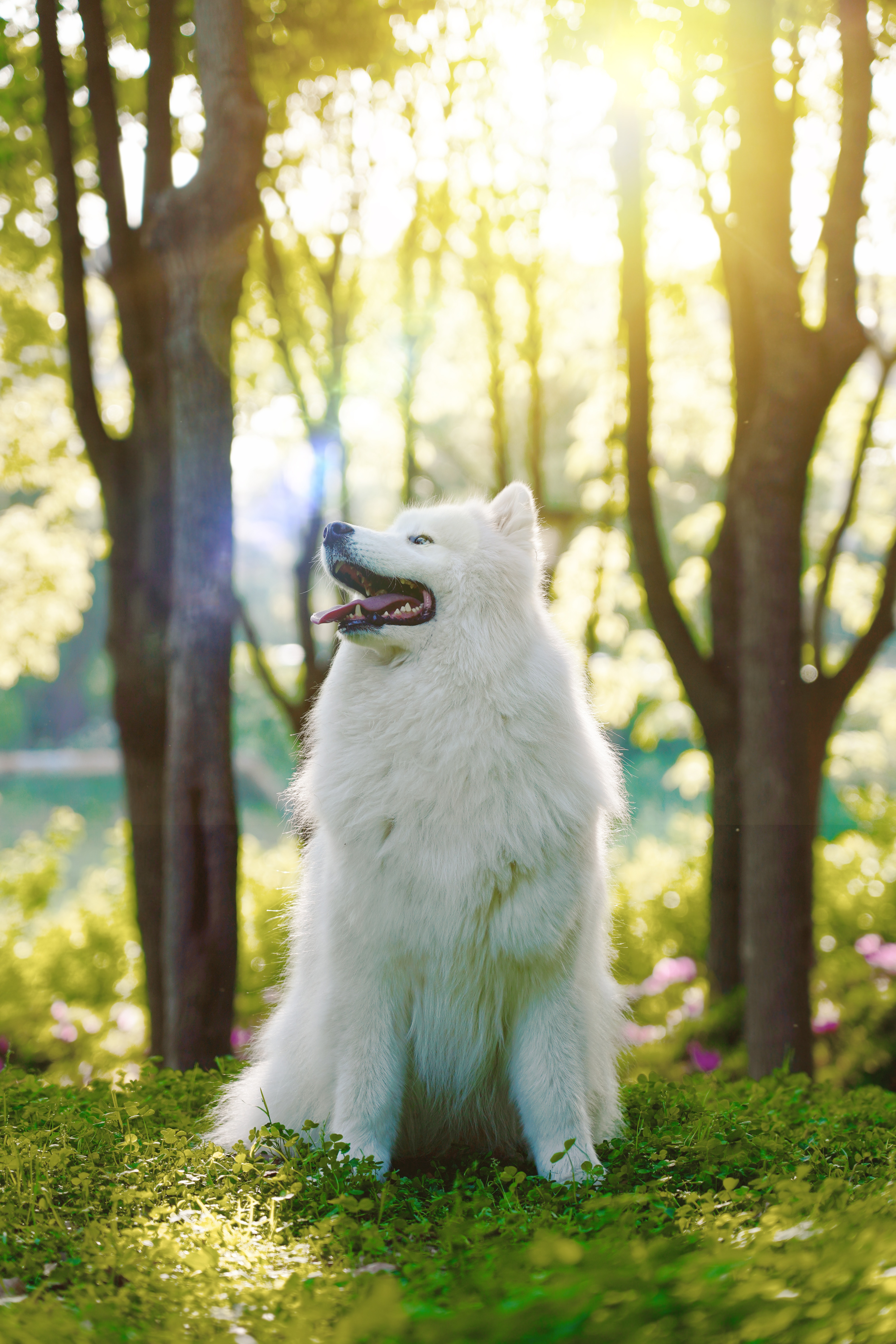 Widescreen image samoyed, white, samoyed dog, protruding tongue