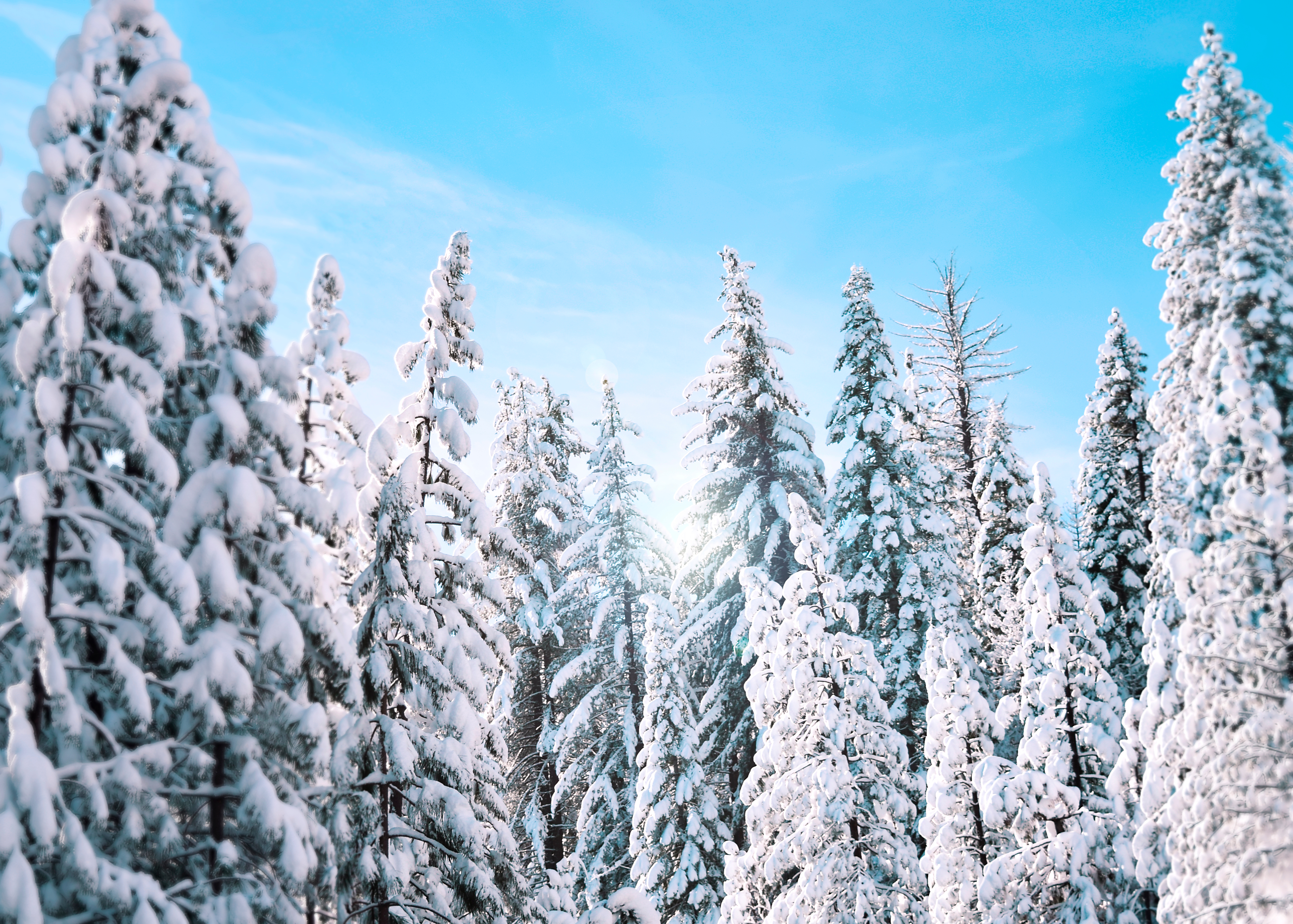 winter, trees, nature 4K iPhone