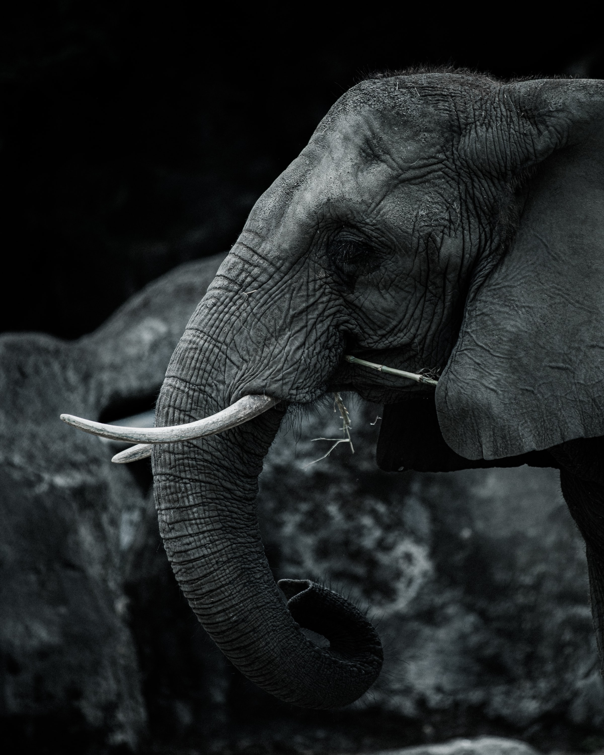 91329 Hintergrundbilder und Elefanten Bilder auf dem Desktop. Laden Sie elefant, stoßzähne, chb, bw Bildschirmschoner kostenlos auf den PC herunter