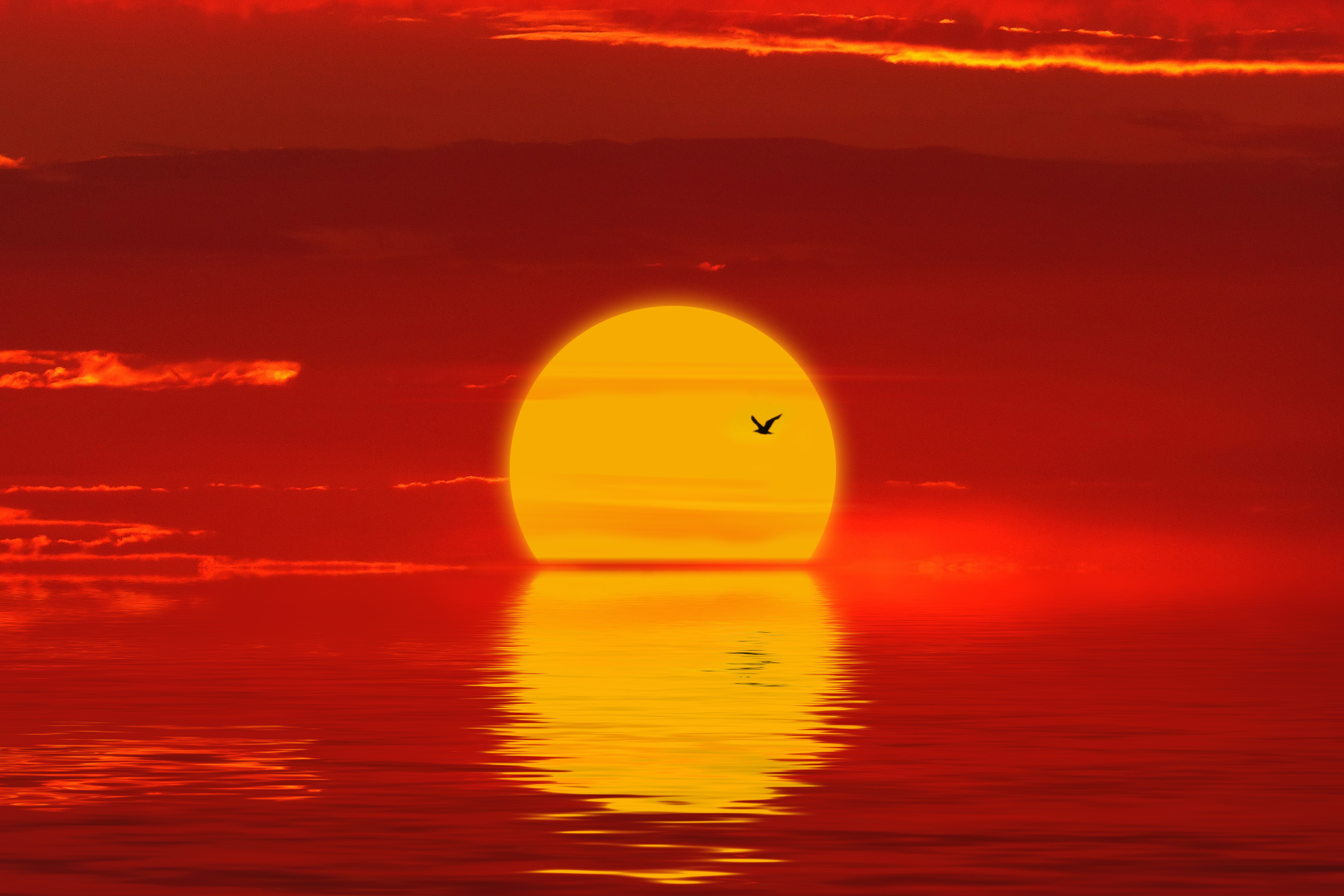 bird, nature, sunset, sun, red, silhouette
