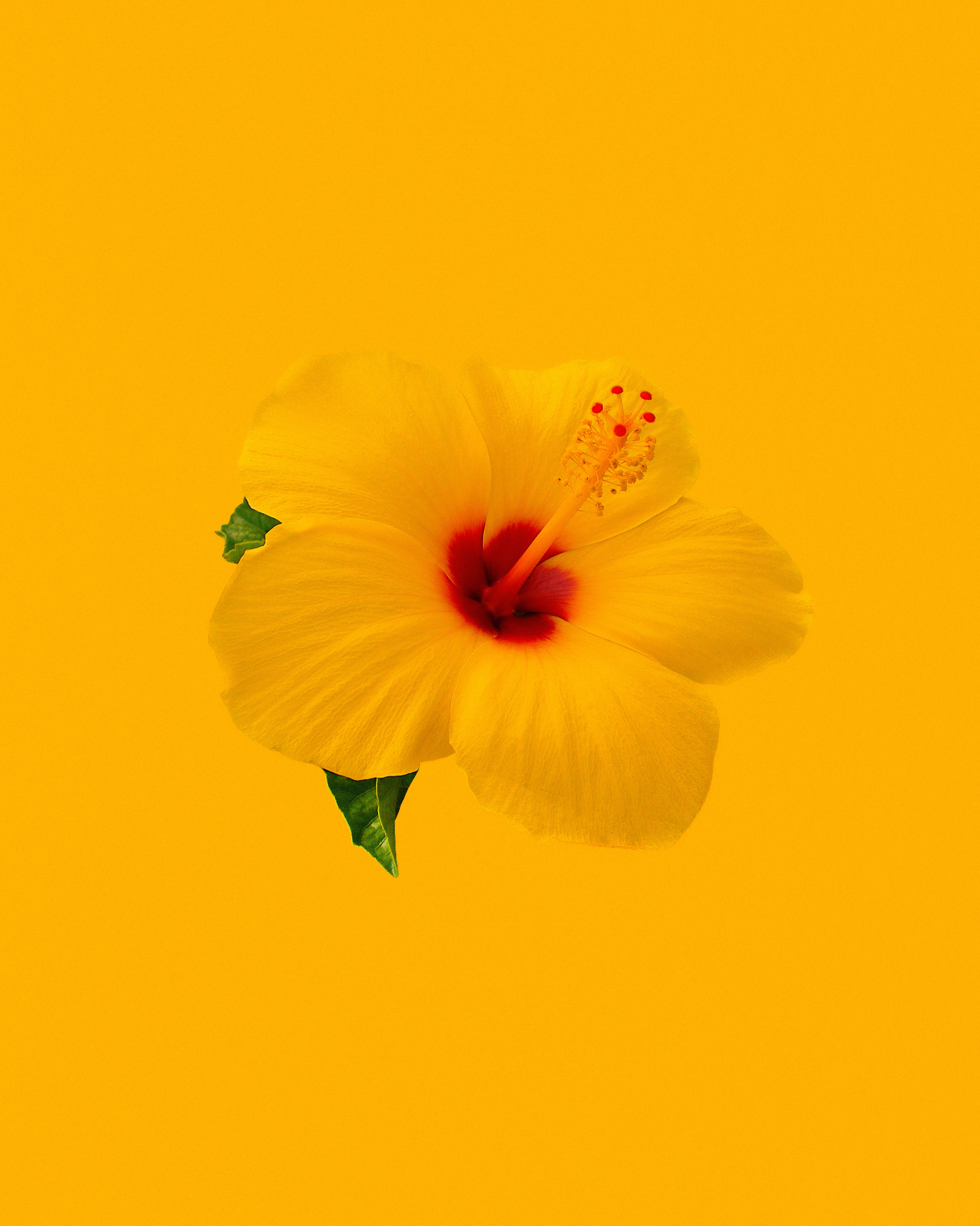 yellow, hibiscus, flowers, flower, minimalism images