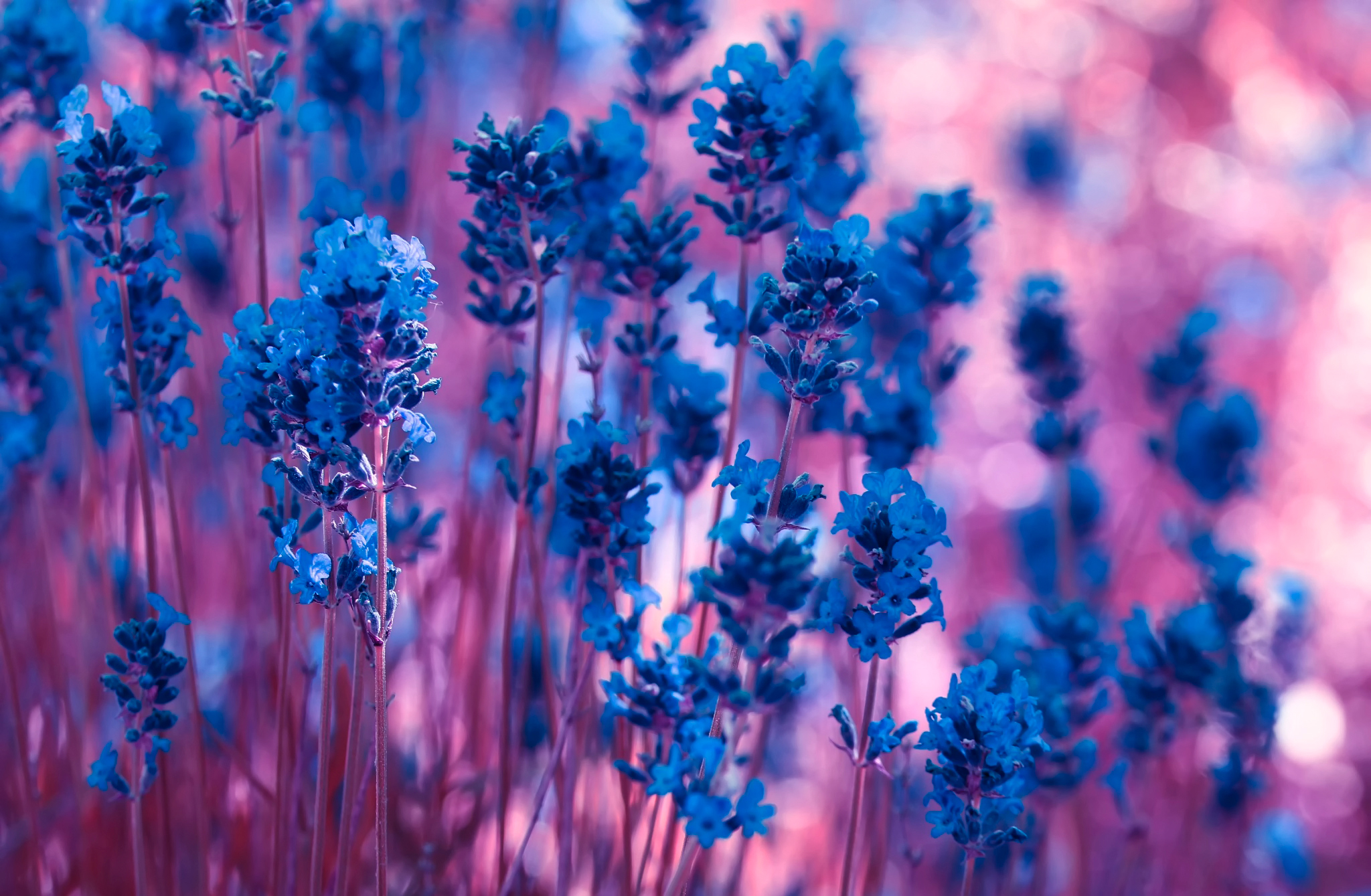 HD wallpaper lavender, flowers, macro, stems