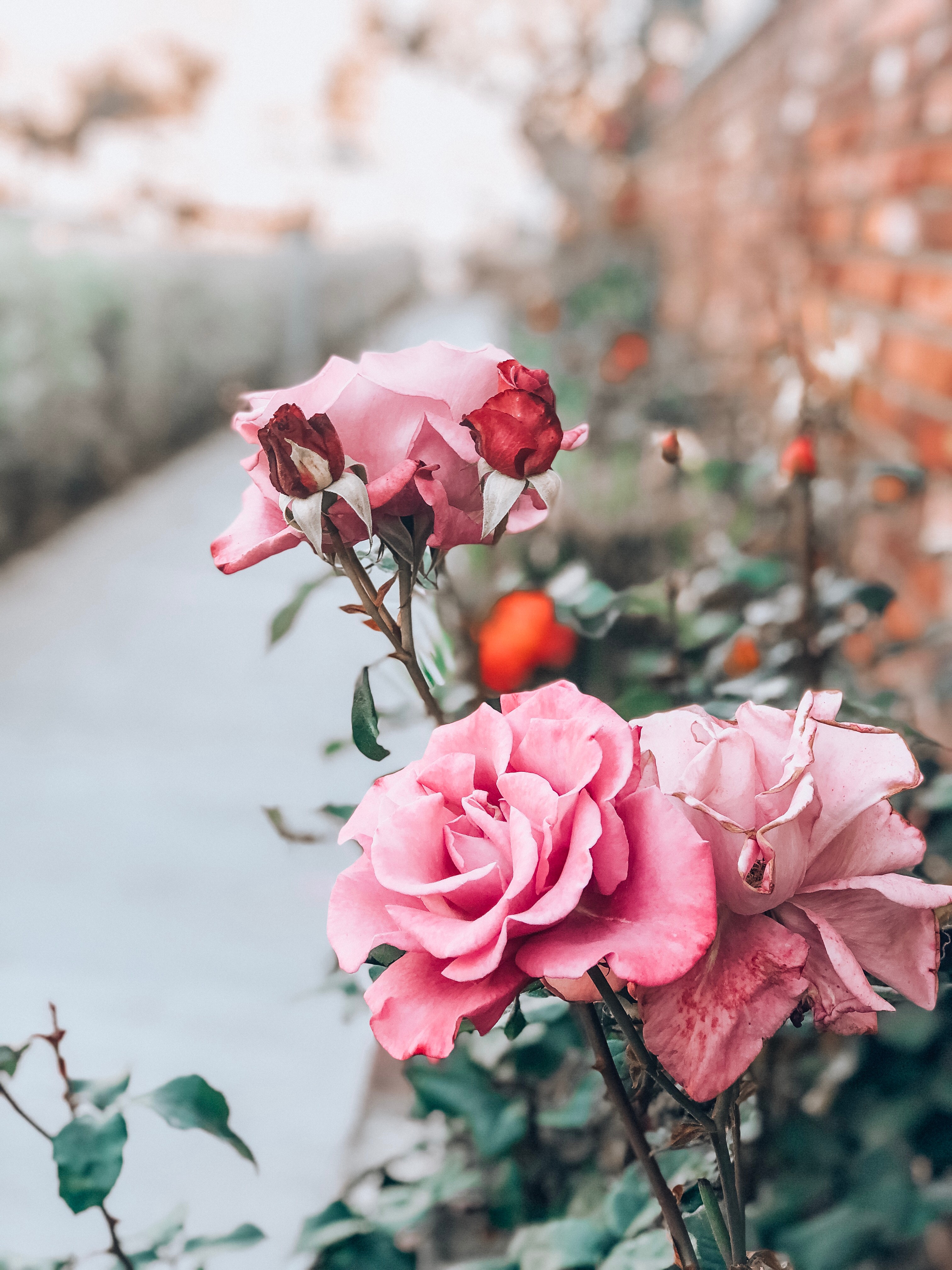 stalk, pink, flowers, flower, rose flower, rose, bud, stem High Definition image