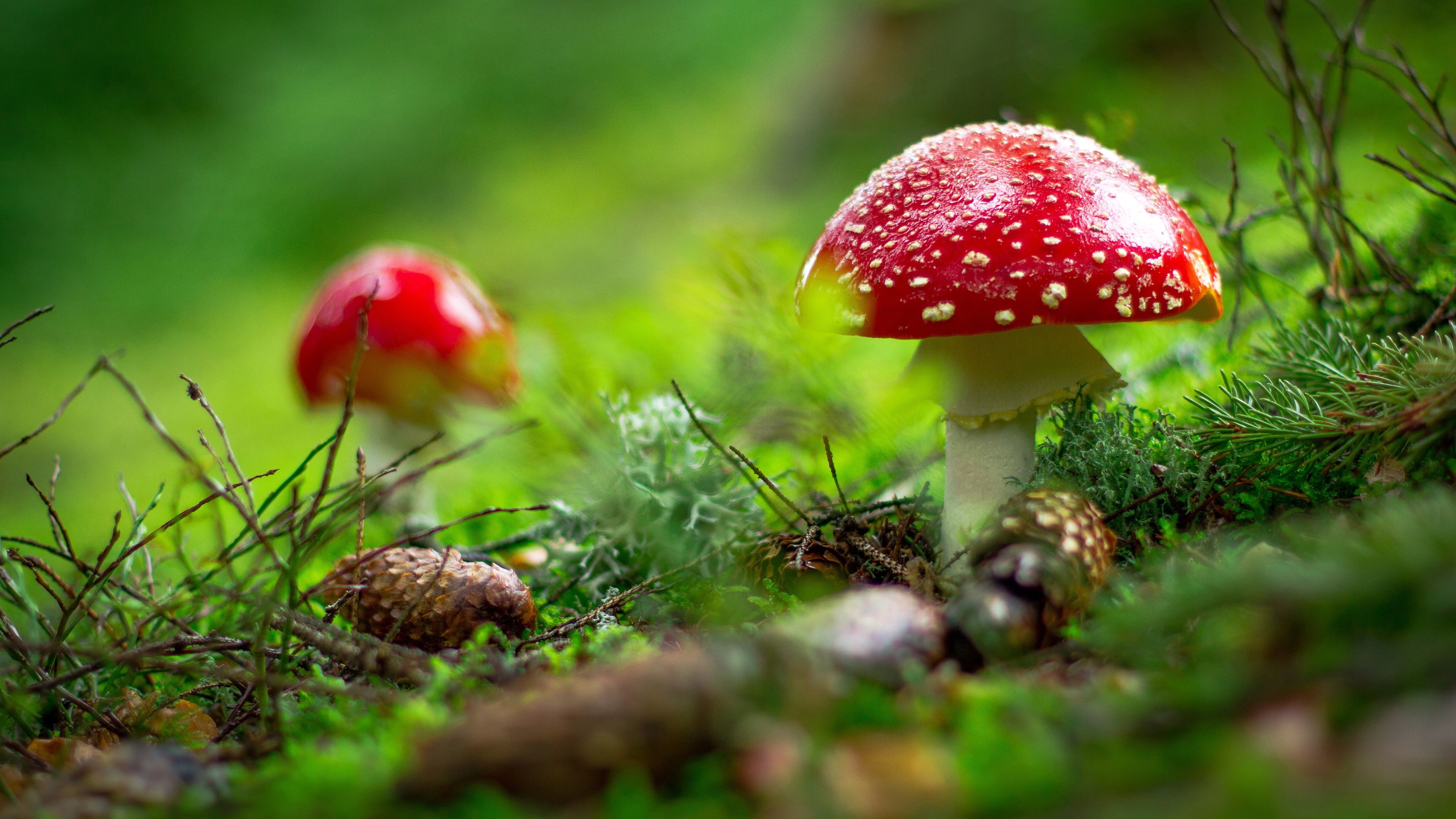 earth, mushroom, fly agaric, pine cone images