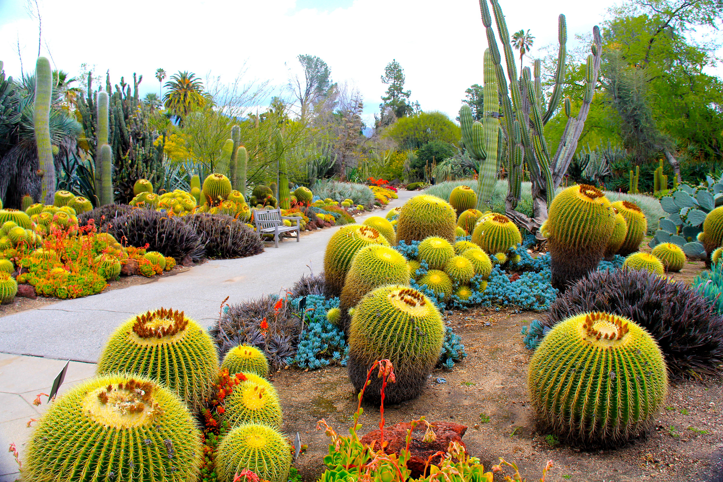 botanical garden, garden, nature, cactuses, usa, united states, california, botanic gardens, san marino