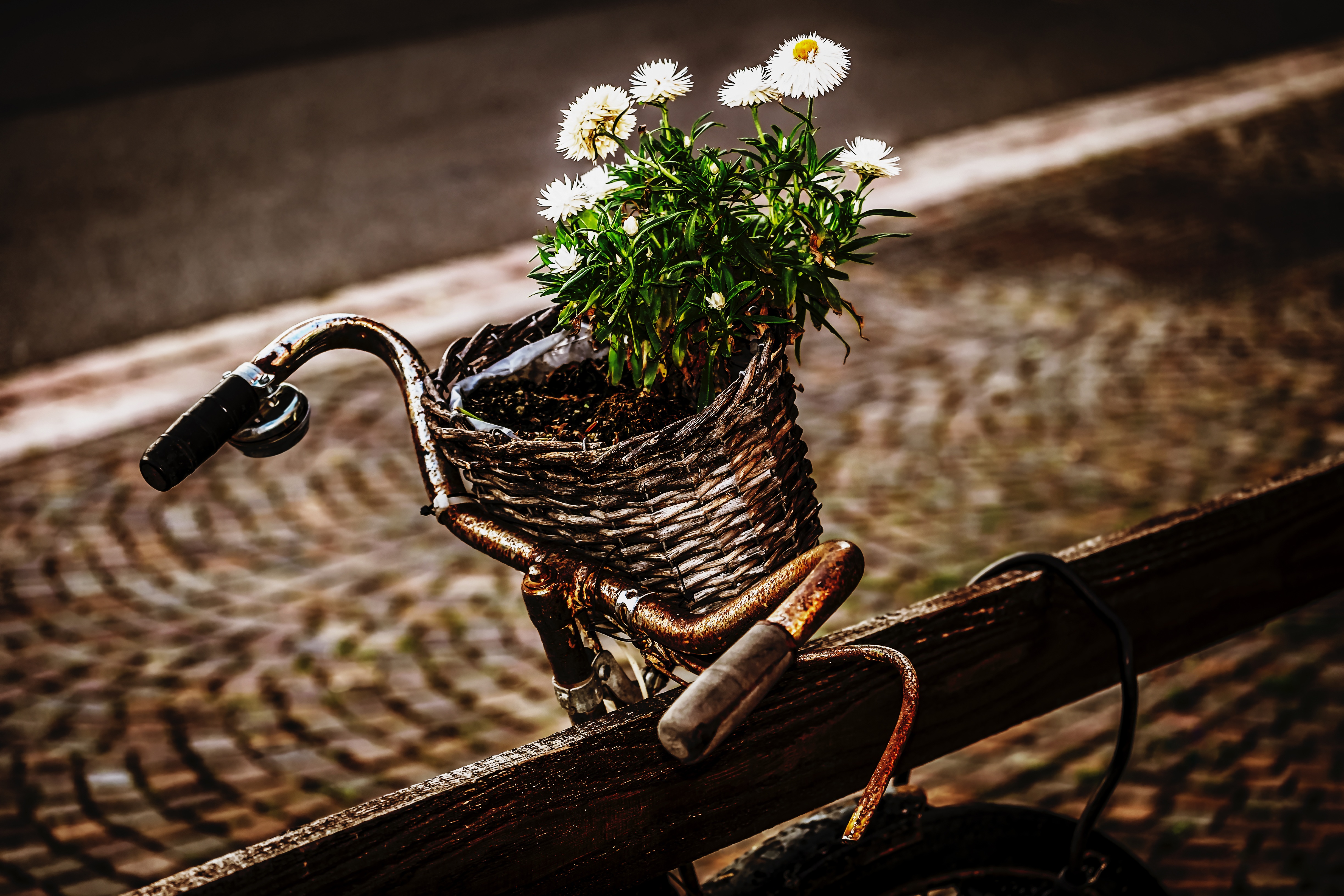 Laden Sie das Blumen, Strauß, Bouquet, Fahrrad, Korb, Rost-Bild kostenlos auf Ihren PC-Desktop herunter
