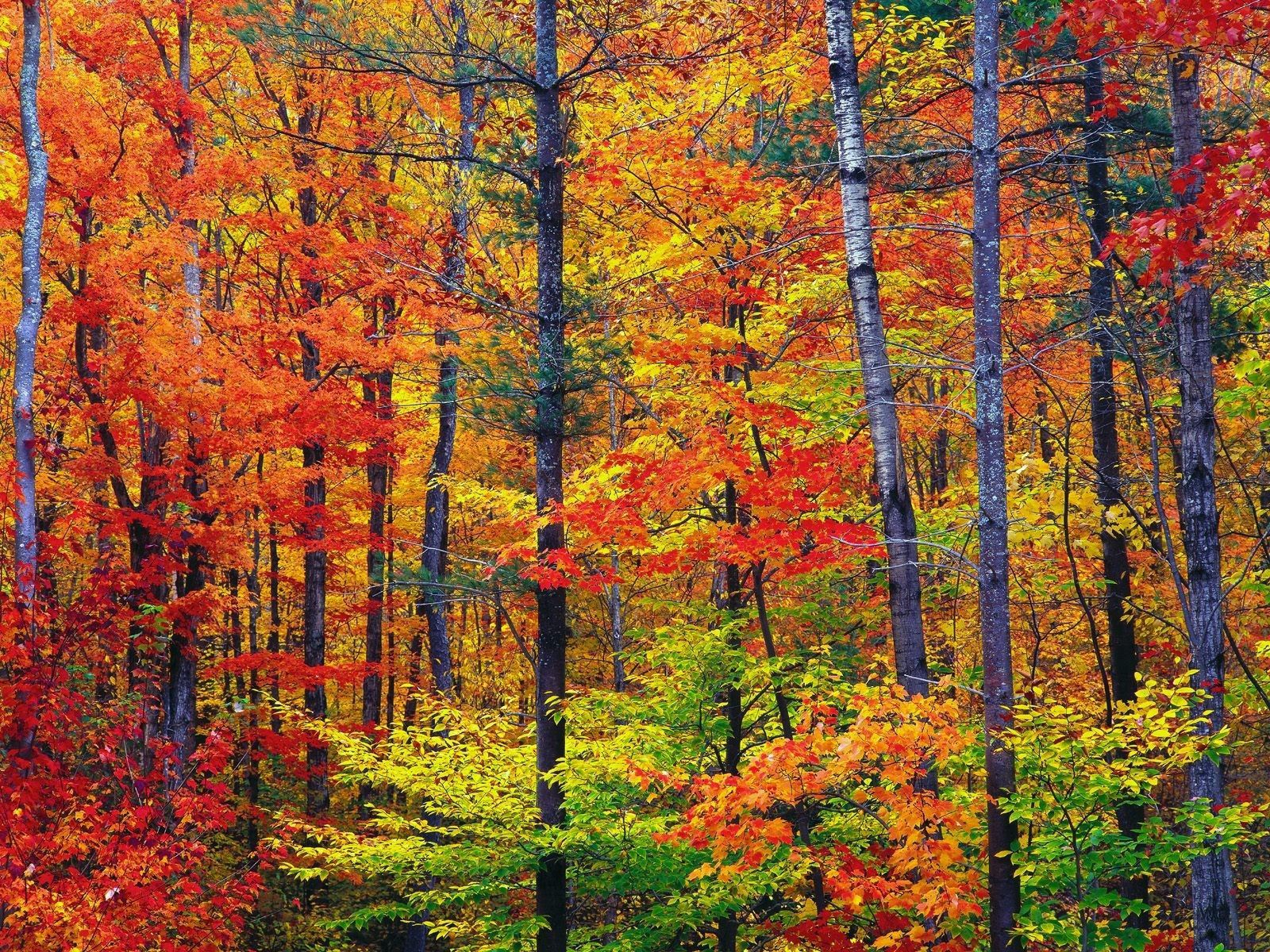 Widescreen image trees, leaves, autumn, nature