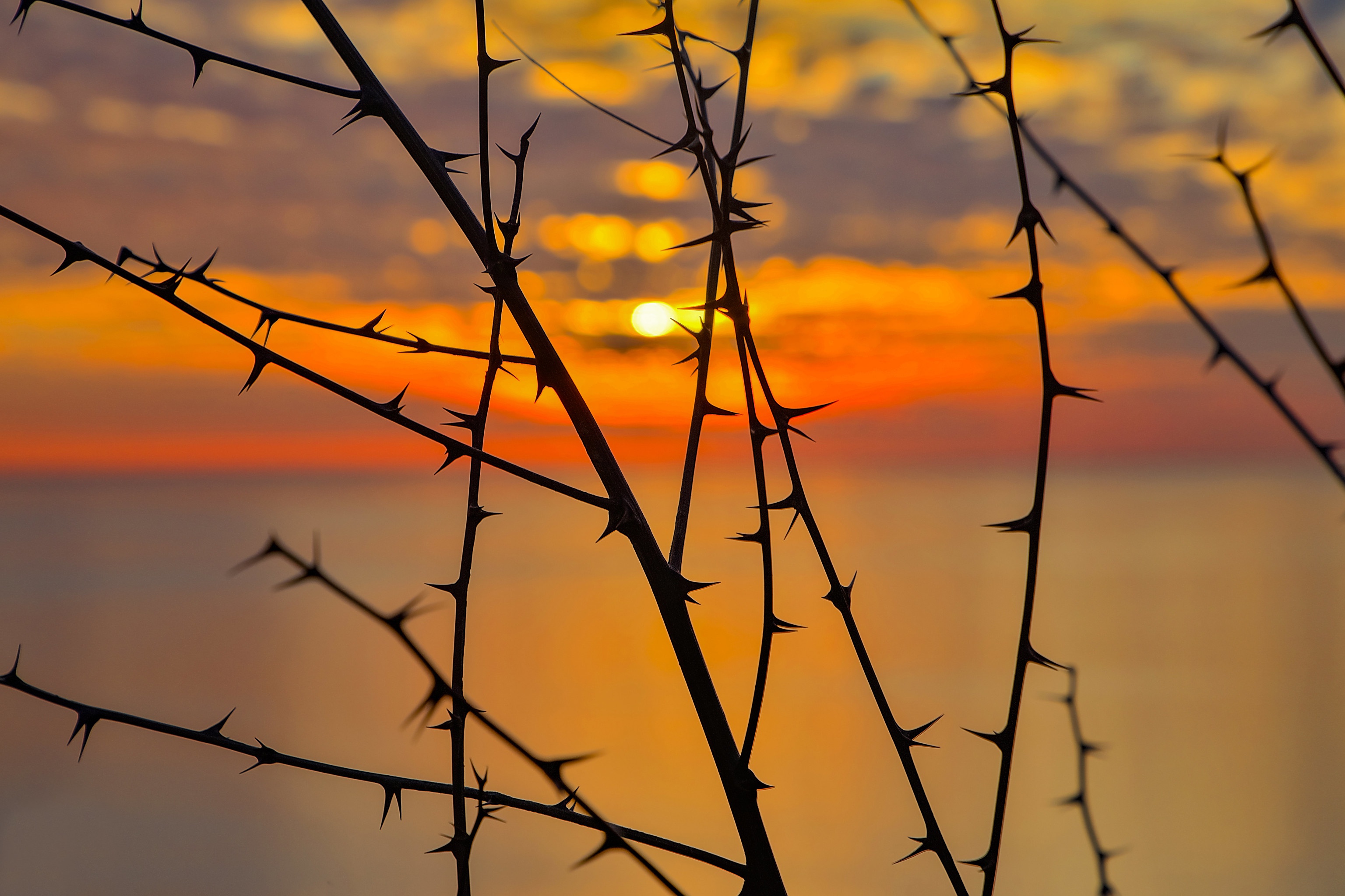 spikes, earth, sunset, branch, silhouette 8K