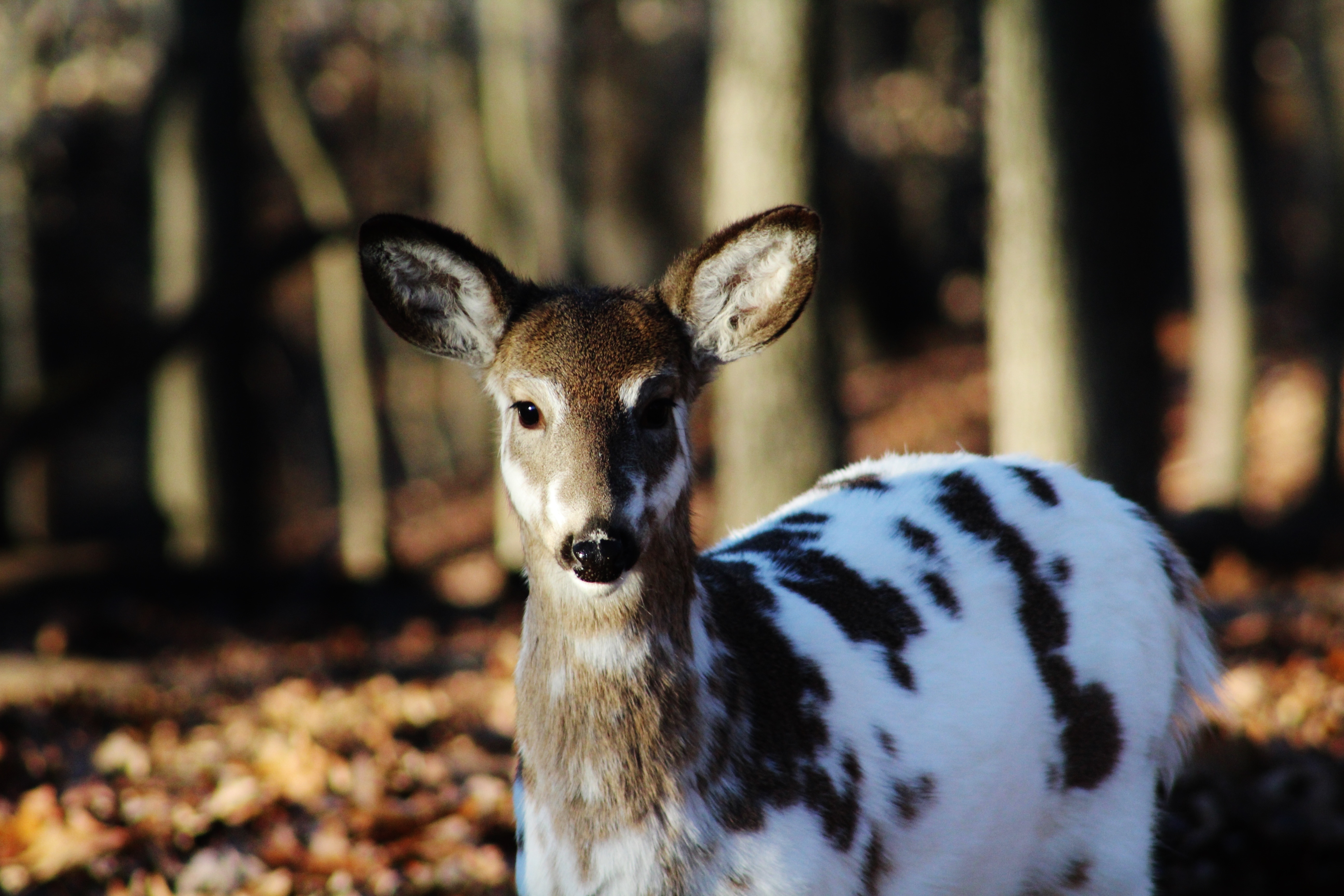 お使いの携帯電話の148615スクリーンセーバーと壁紙鹿。 動物, 色, まだらの鹿, 斑点のある鹿の写真を無料でダウンロード