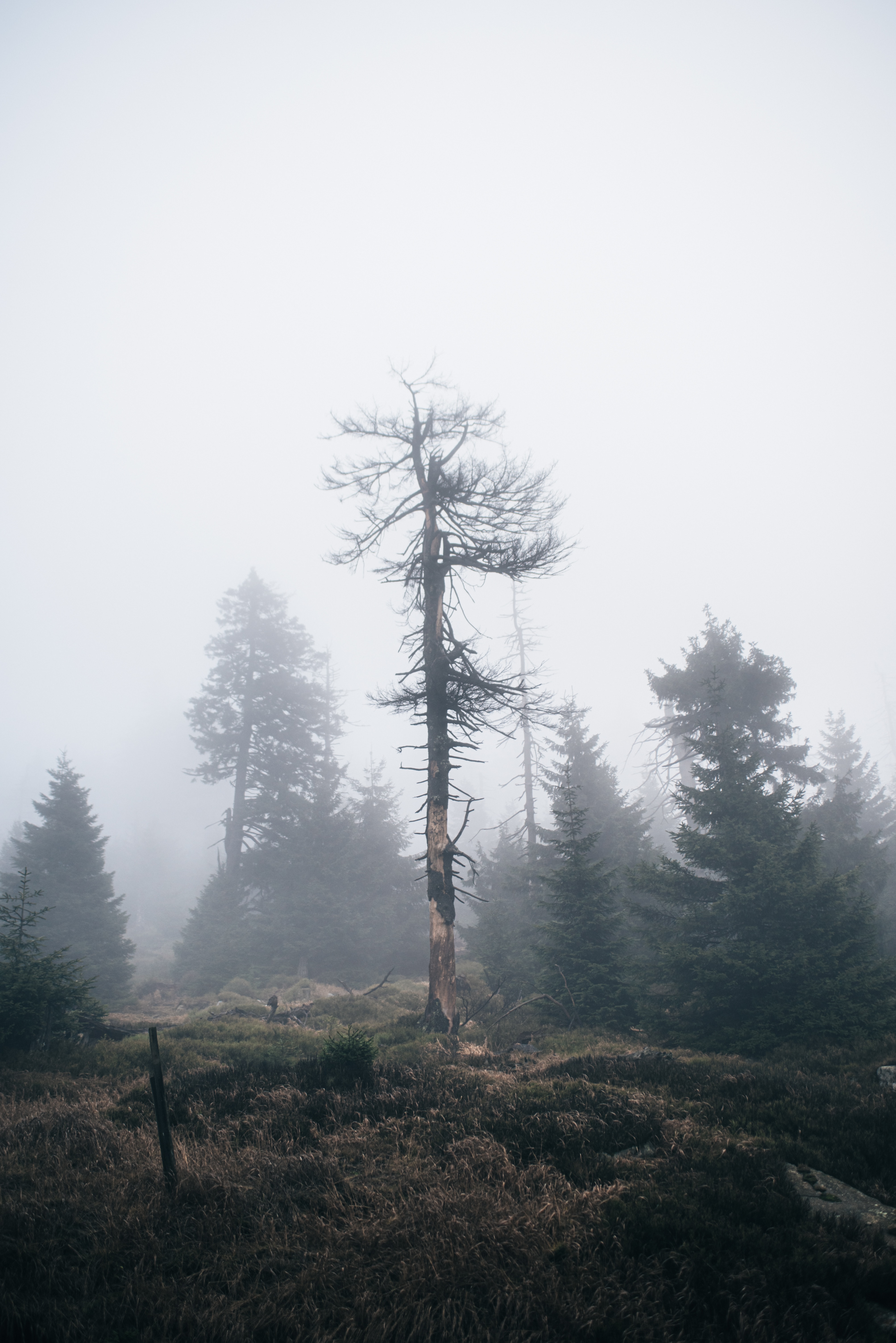 vertical wallpaper tree, nature, wood, fog, dry