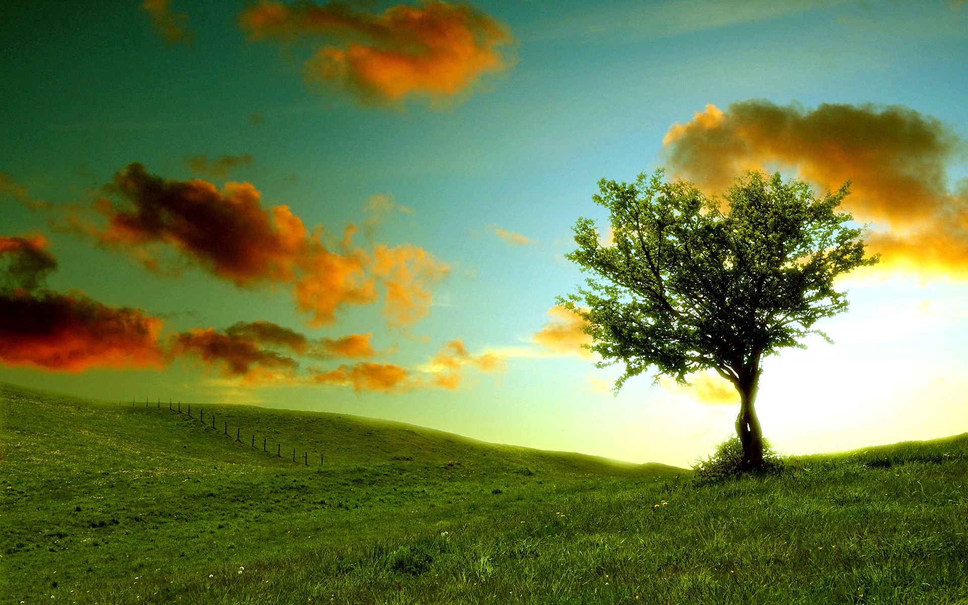 Free Tree Stock Wallpapers