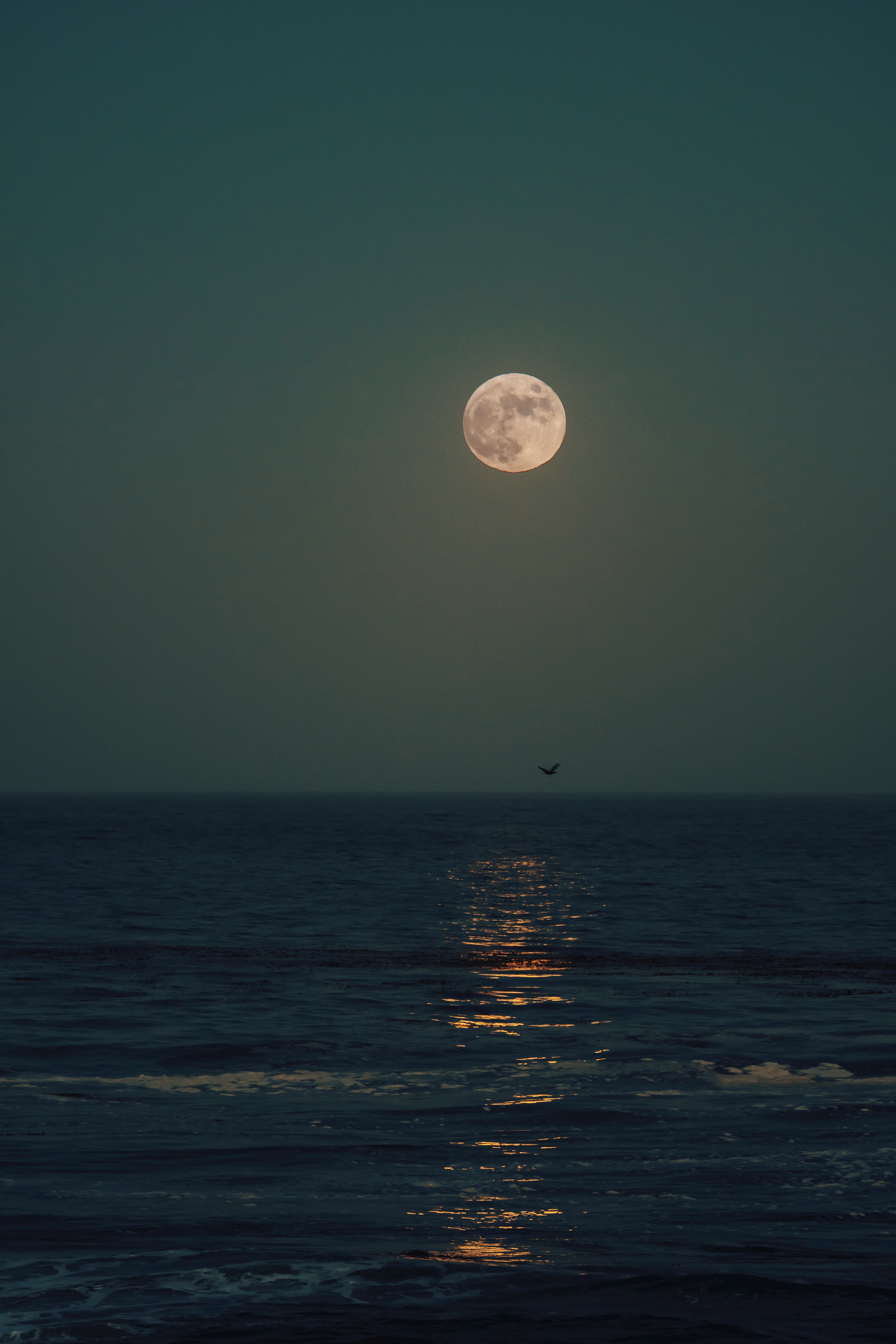 moon, sea, nature, night, horizon, glare 4K Ultra