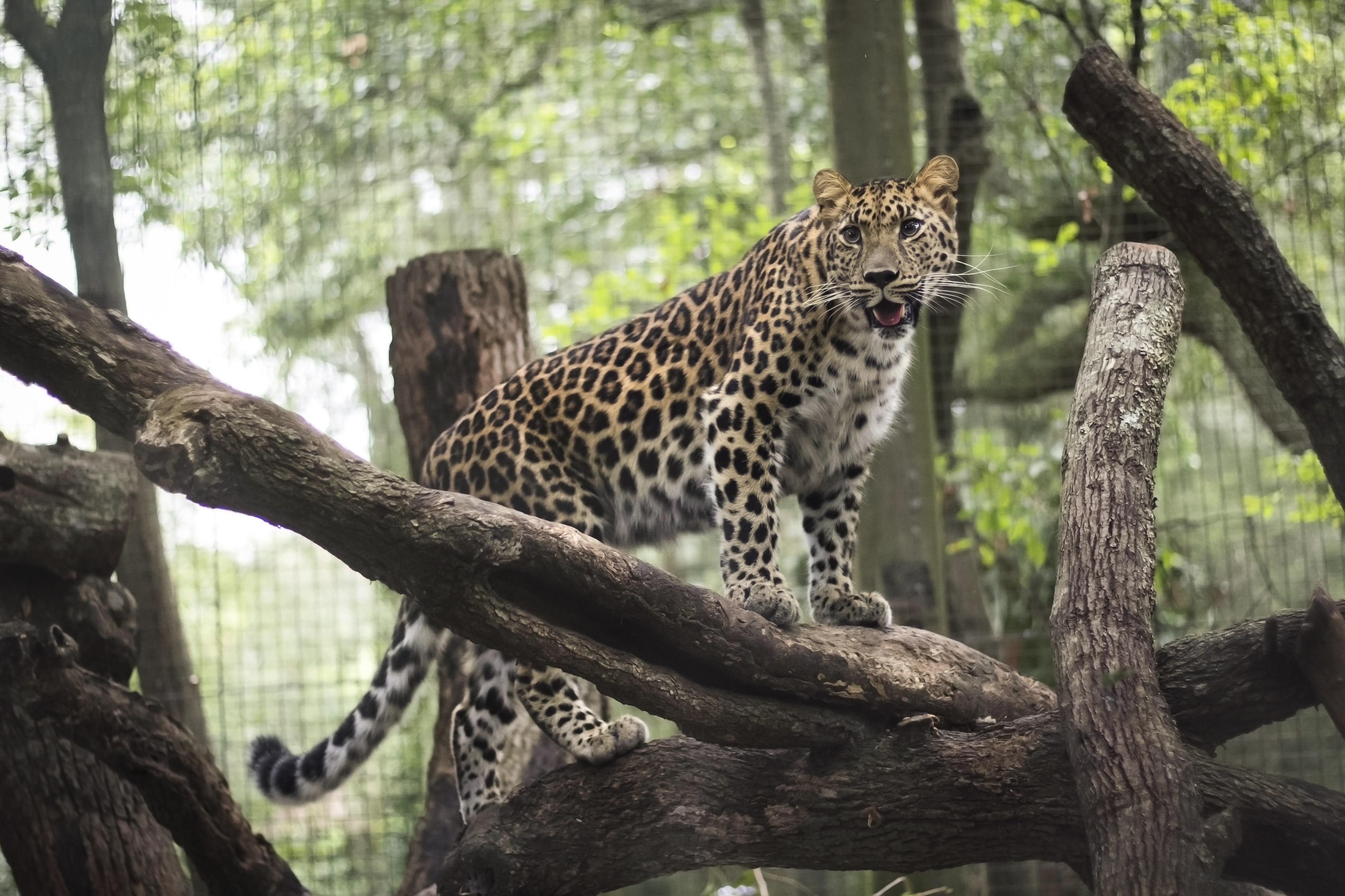 69440 Bildschirmschoner und Hintergrundbilder Zoo auf Ihrem Telefon. Laden Sie predator, raubtier, tiere, leopard Bilder kostenlos herunter