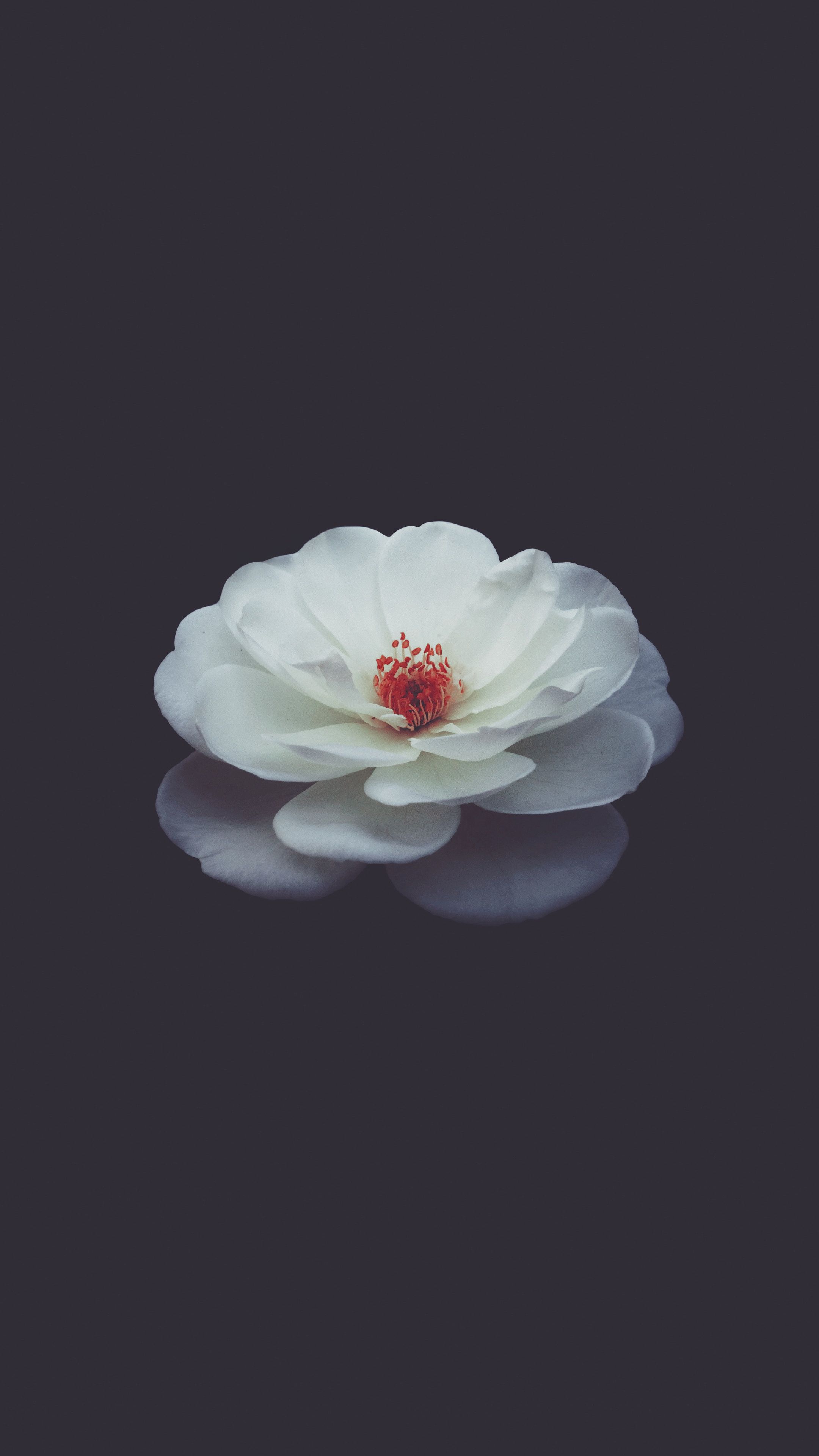 Laden Sie das Blumen, Rose, Blütenblätter, Knospe, Bud, Schwarzer Hintergrund-Bild kostenlos auf Ihren PC-Desktop herunter