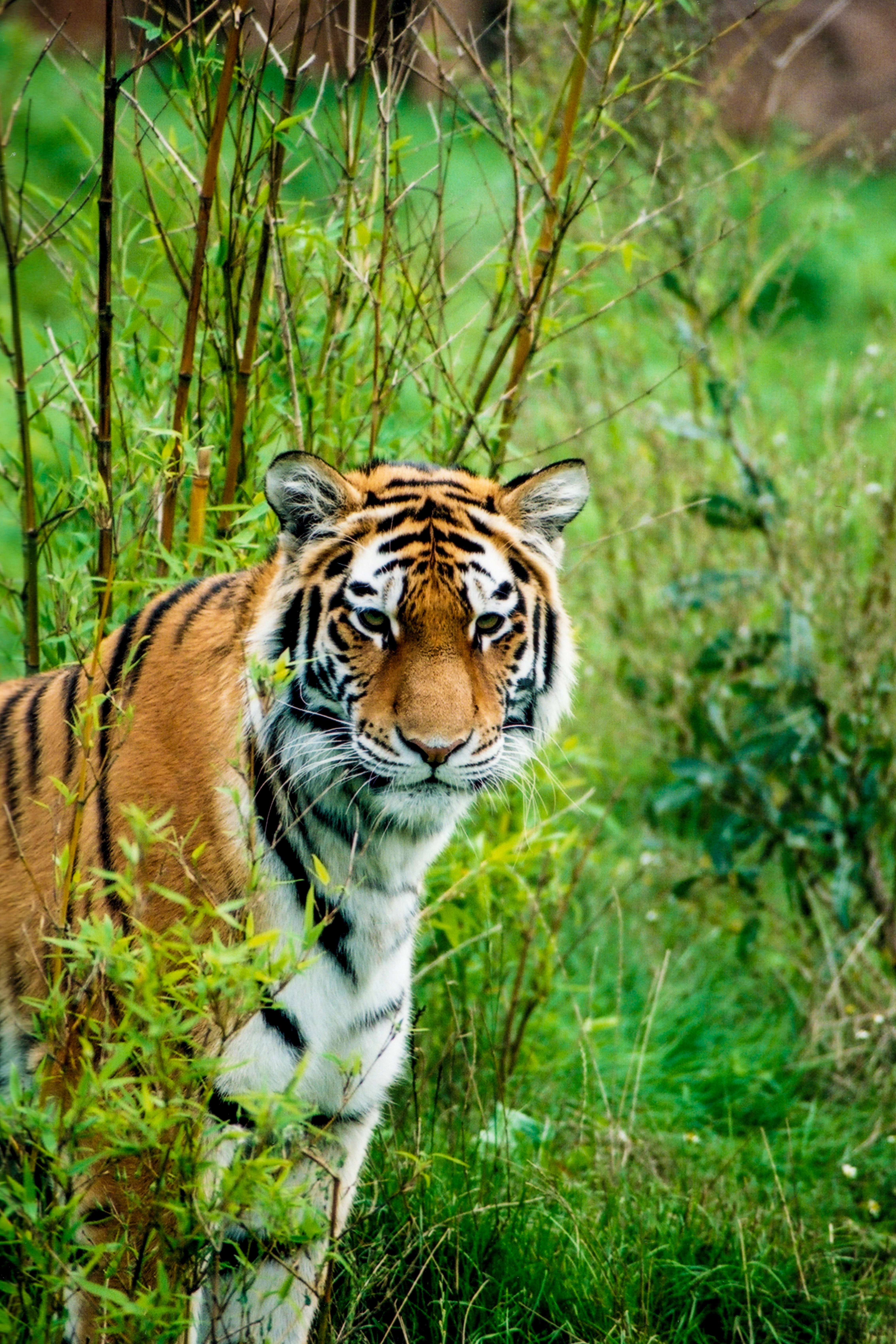 114117 Bild herunterladen tiere, raubtier, predator, wilde natur, wildlife, tiger, tier, amur-tiger - Hintergrundbilder und Bildschirmschoner kostenlos