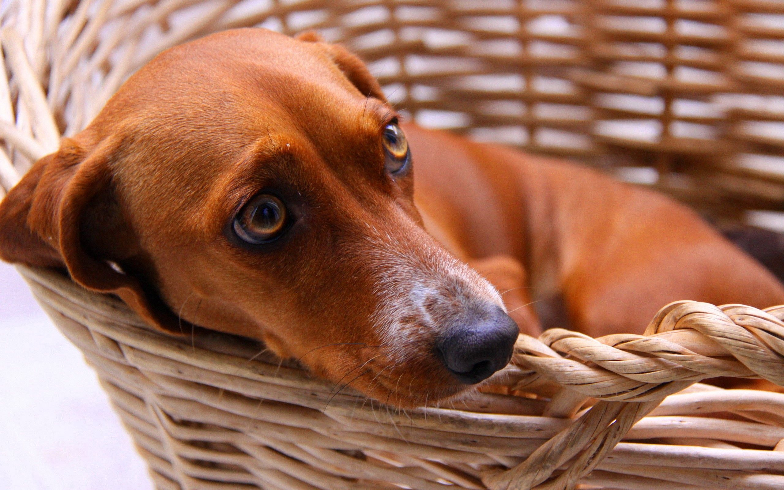 dachshund, animals, dog, fear, basket, expectation, waiting