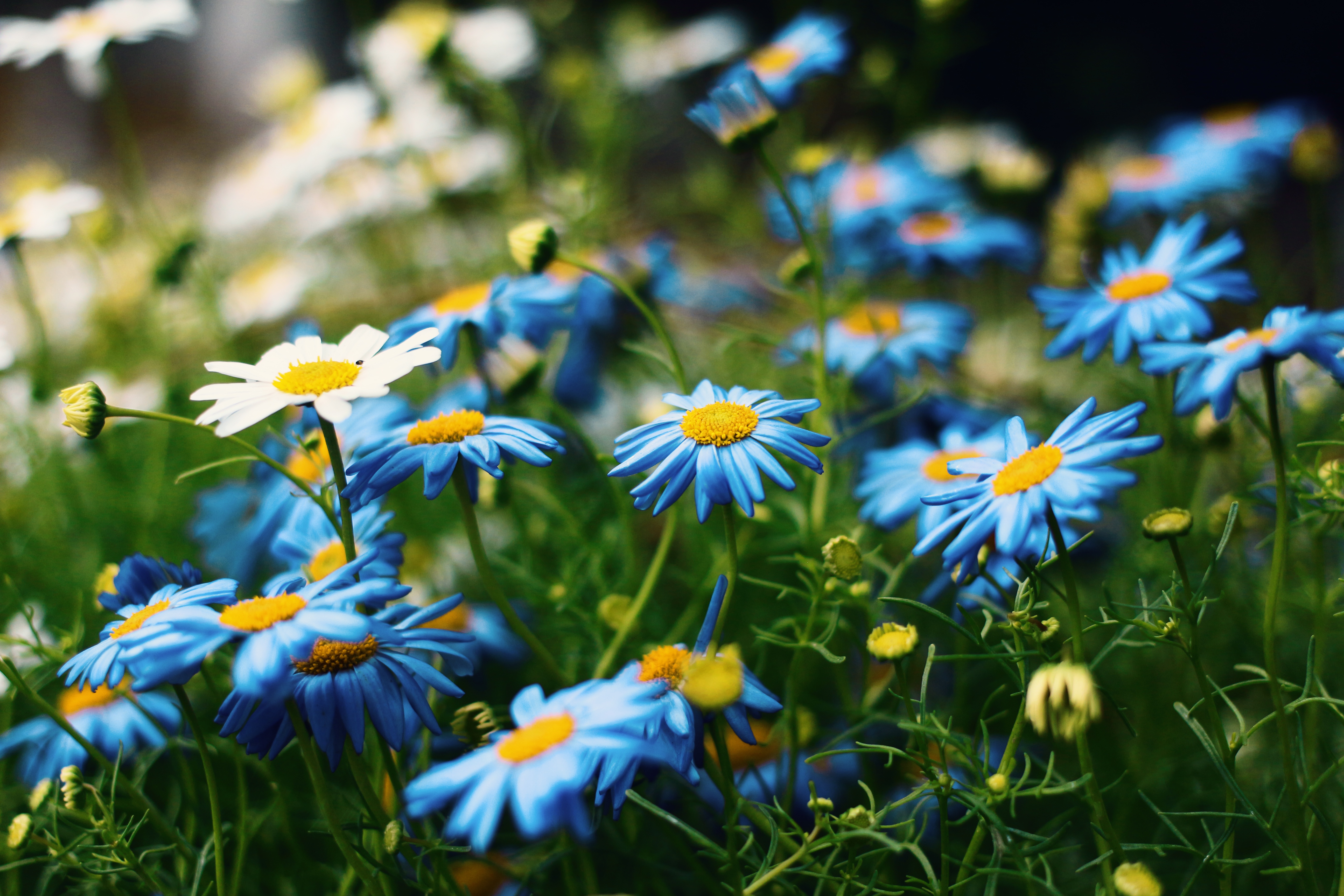 chamomile, blue flower, flower, close up, nature, white flower, earth wallpapers for tablet