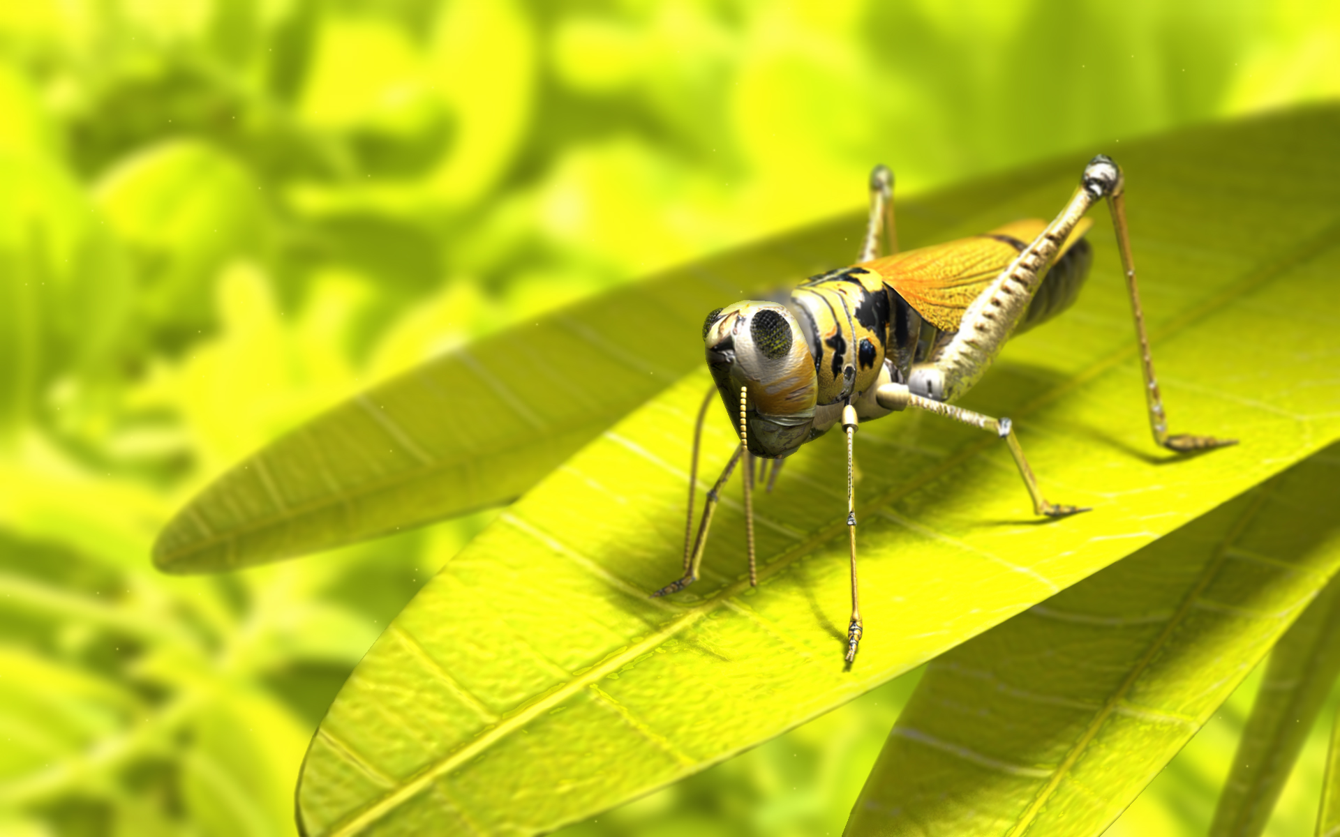 HD wallpaper animal, grasshopper