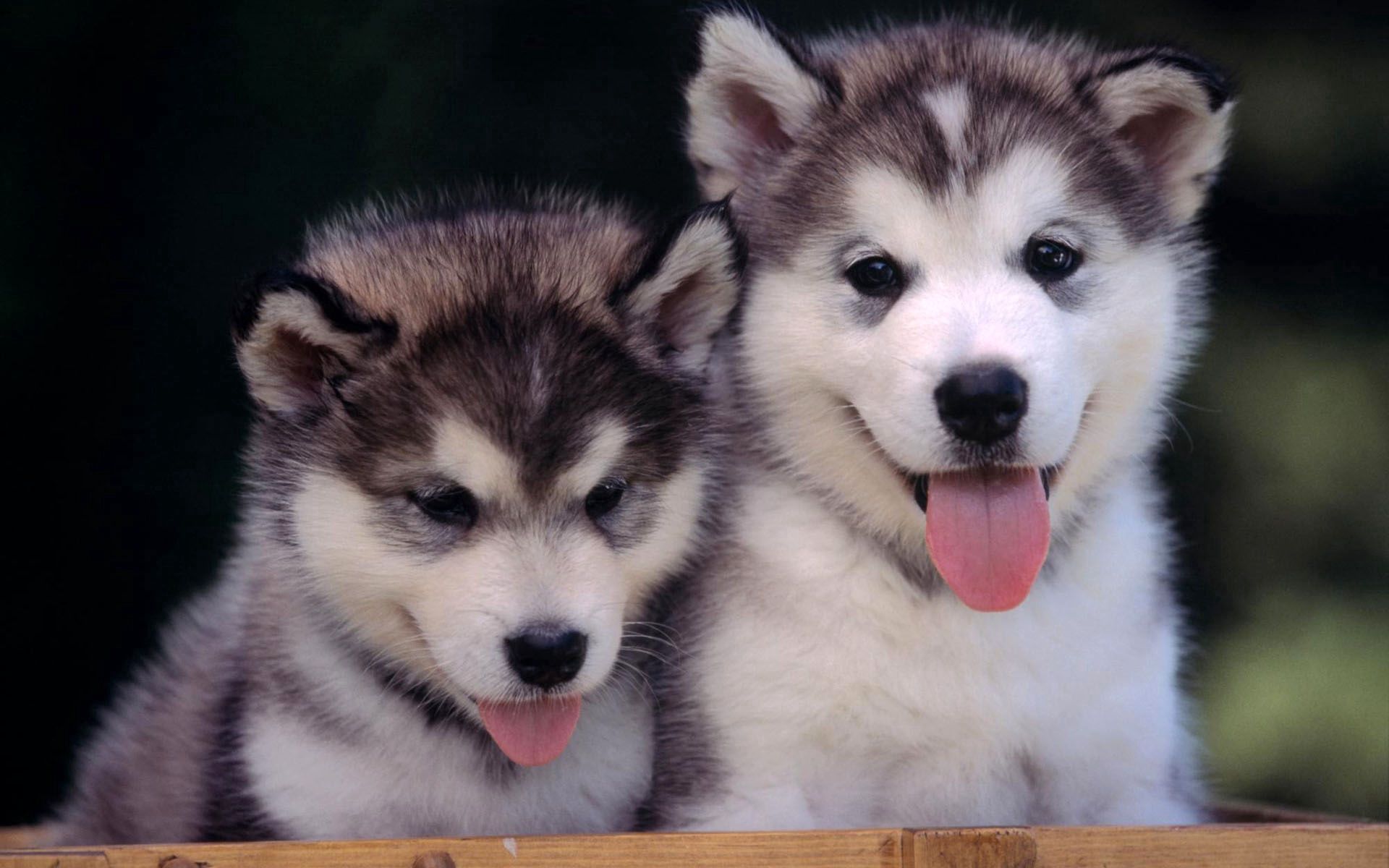 80430 download wallpaper animals, couple, pair, relaxation, rest, husky, puppies screensavers and pictures for free