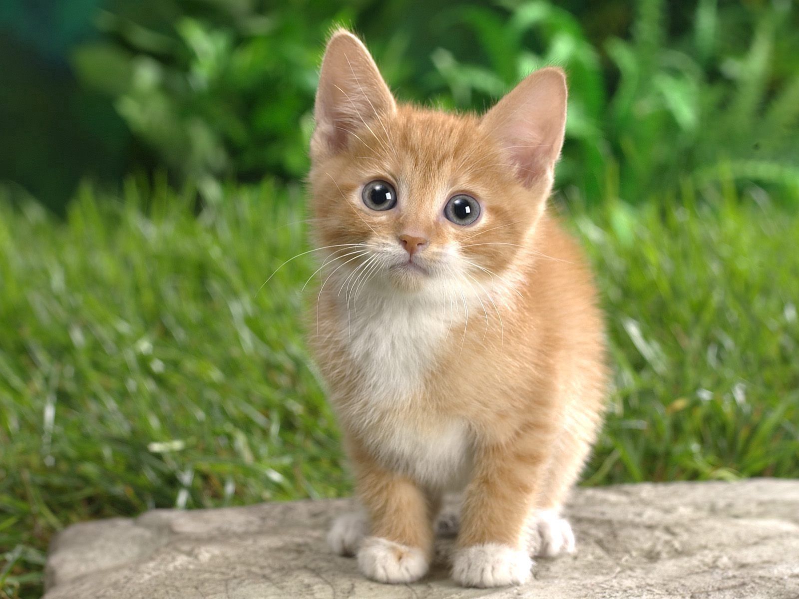 kitten, animals, grass, sit, kitty, watch, to watch, curiosity wallpapers for tablet