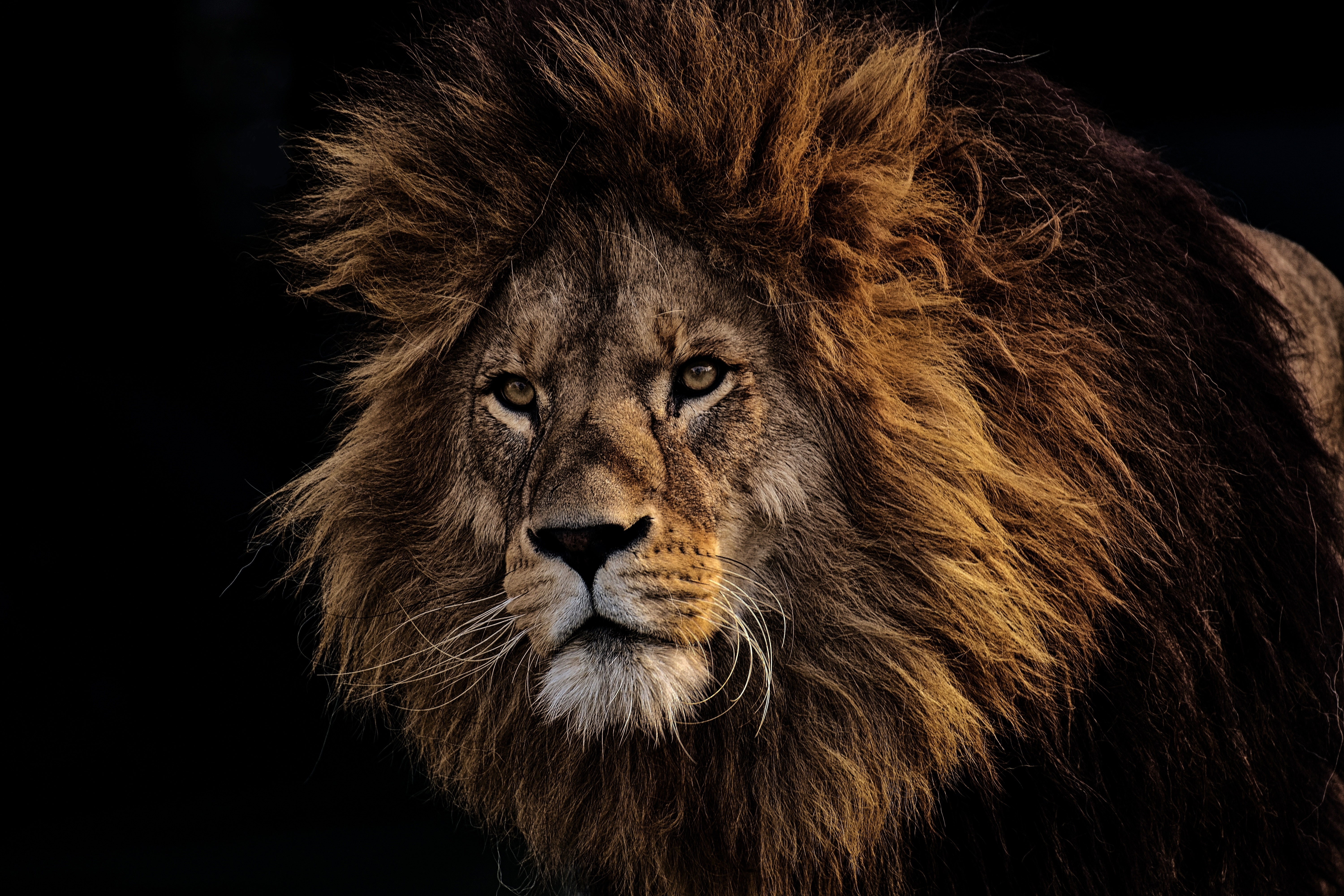 animals, muzzle, lion, predator, mane, king of beasts, king of the beasts HD wallpaper