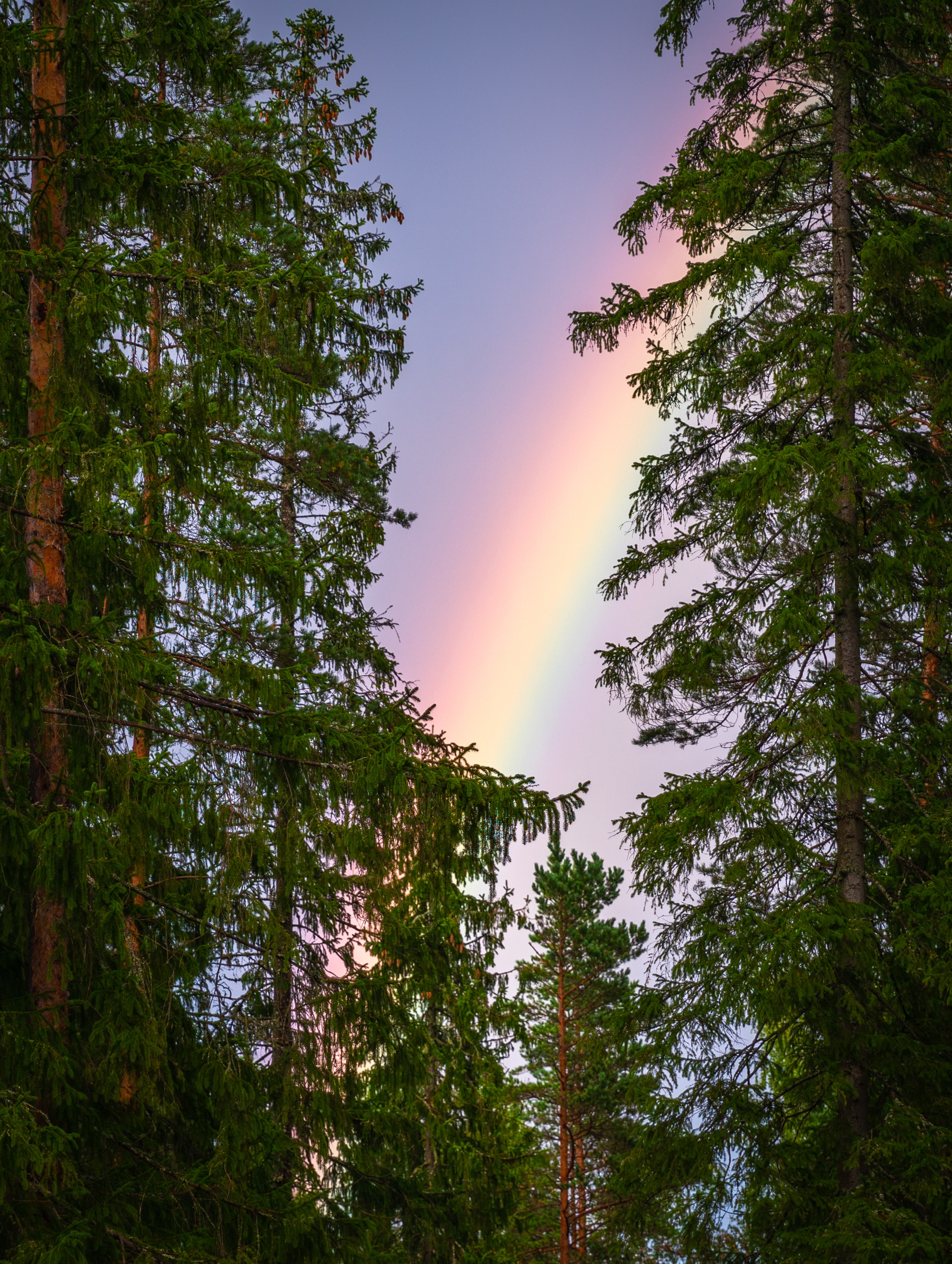 vertical wallpaper after the rain, rainbow, nature, trees, sky, branches, natural phenomenon