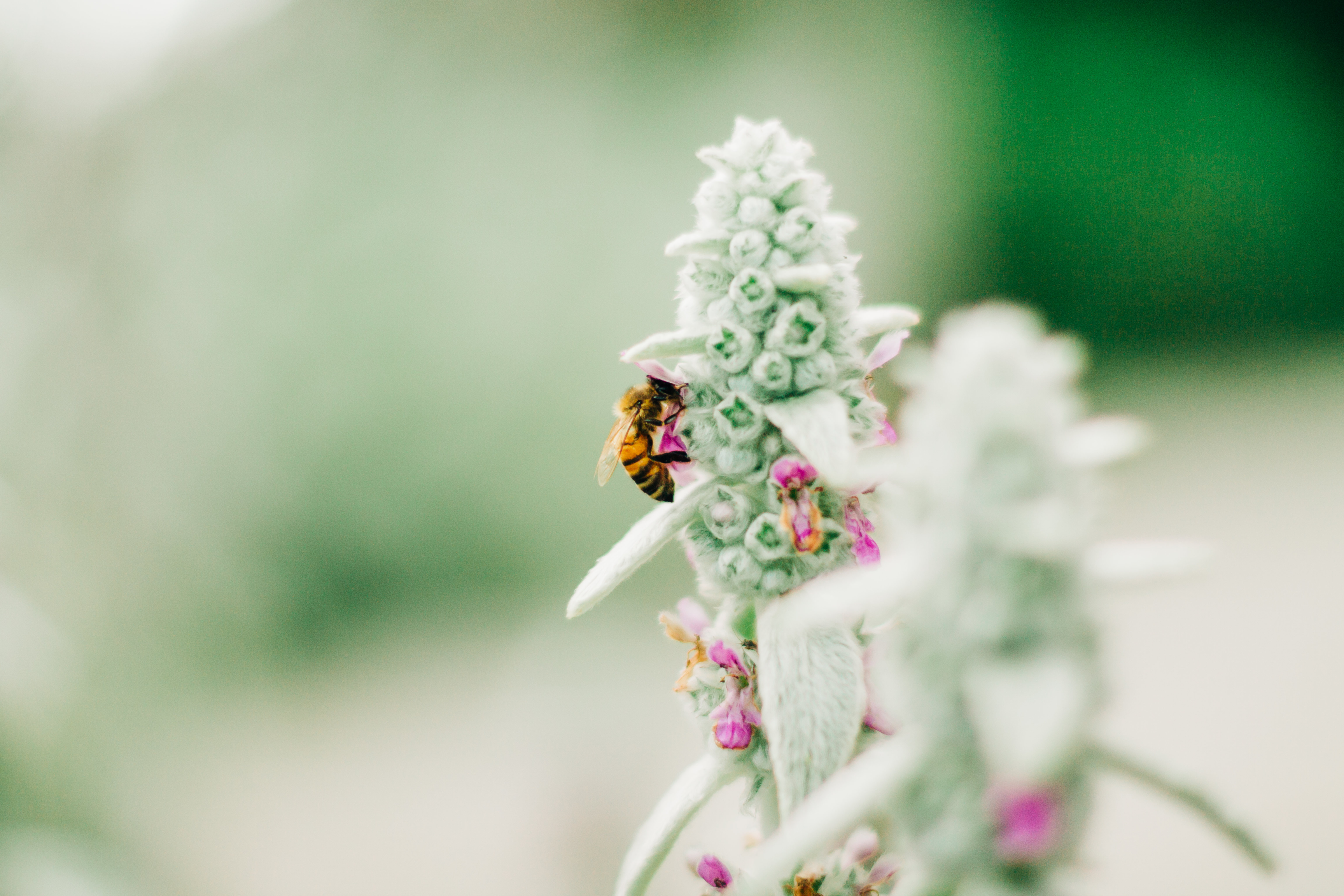macro, flower, insect, bee, focus lock screen backgrounds