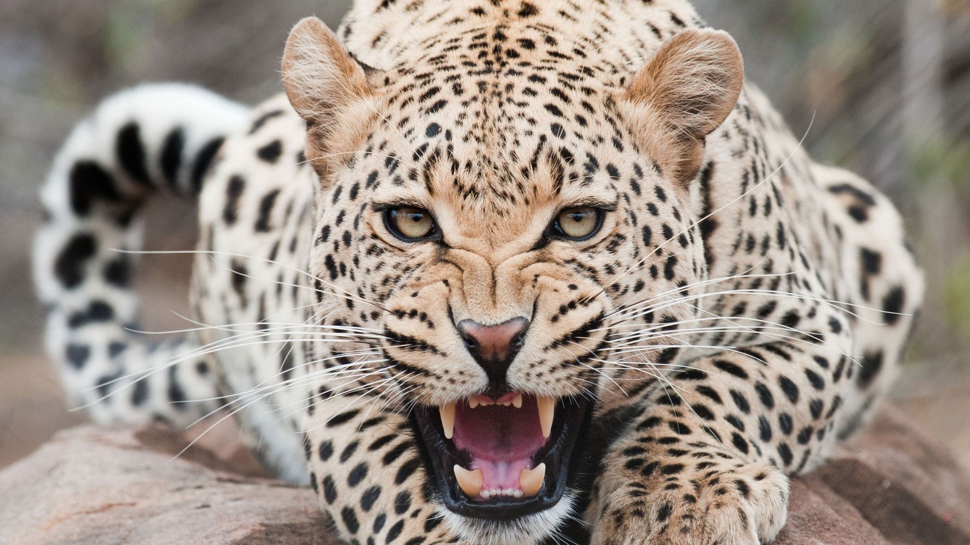 grin, muzzle, predator, animals, leopard, aggression Smartphone Background
