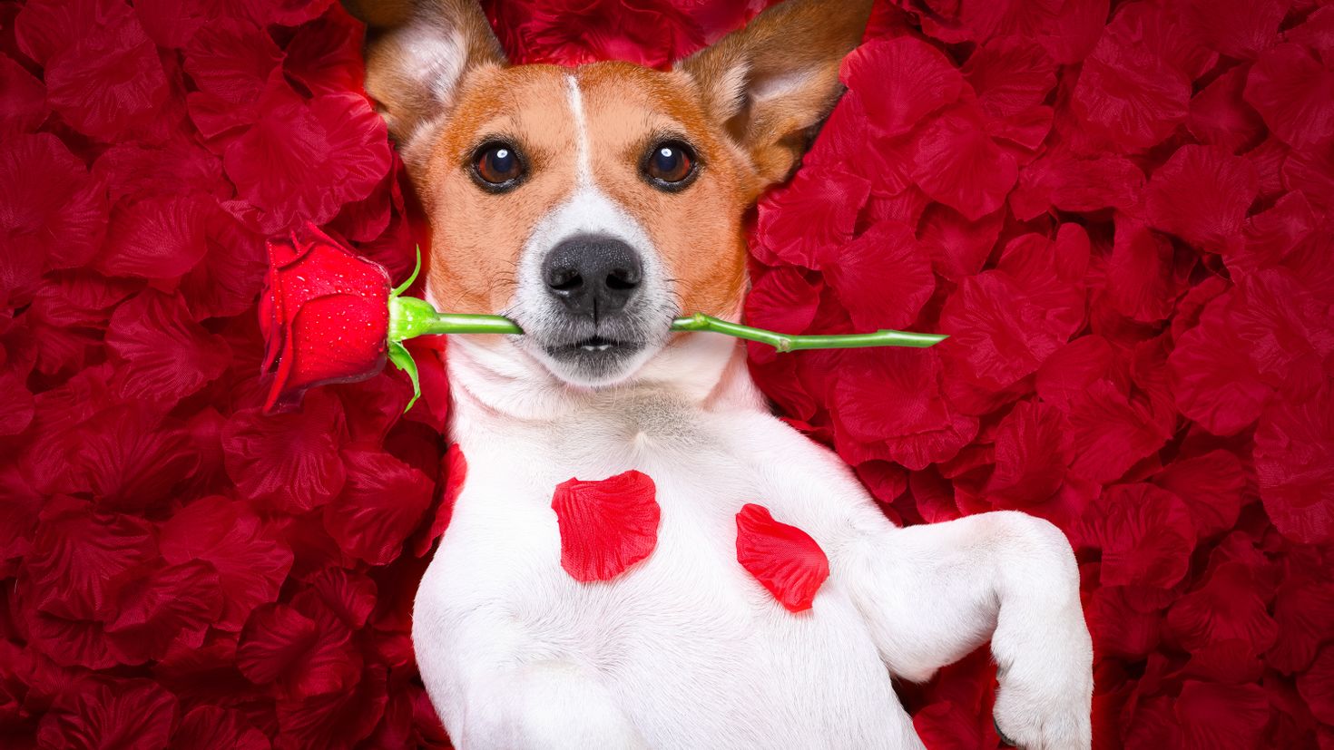 Фото собака с цветком в зубах