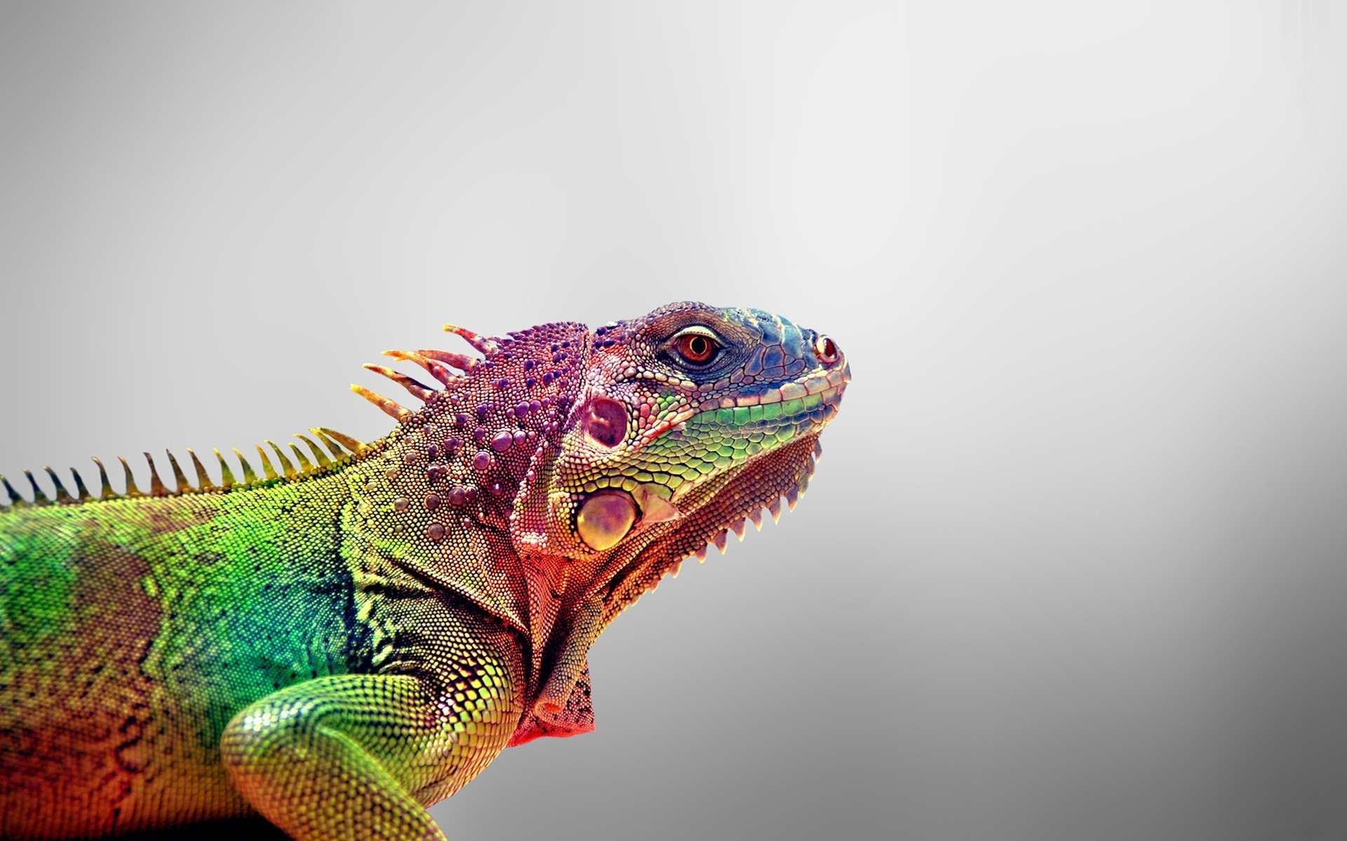 36083 Bild herunterladen tiere, lizards, grau - Hintergrundbilder und Bildschirmschoner kostenlos