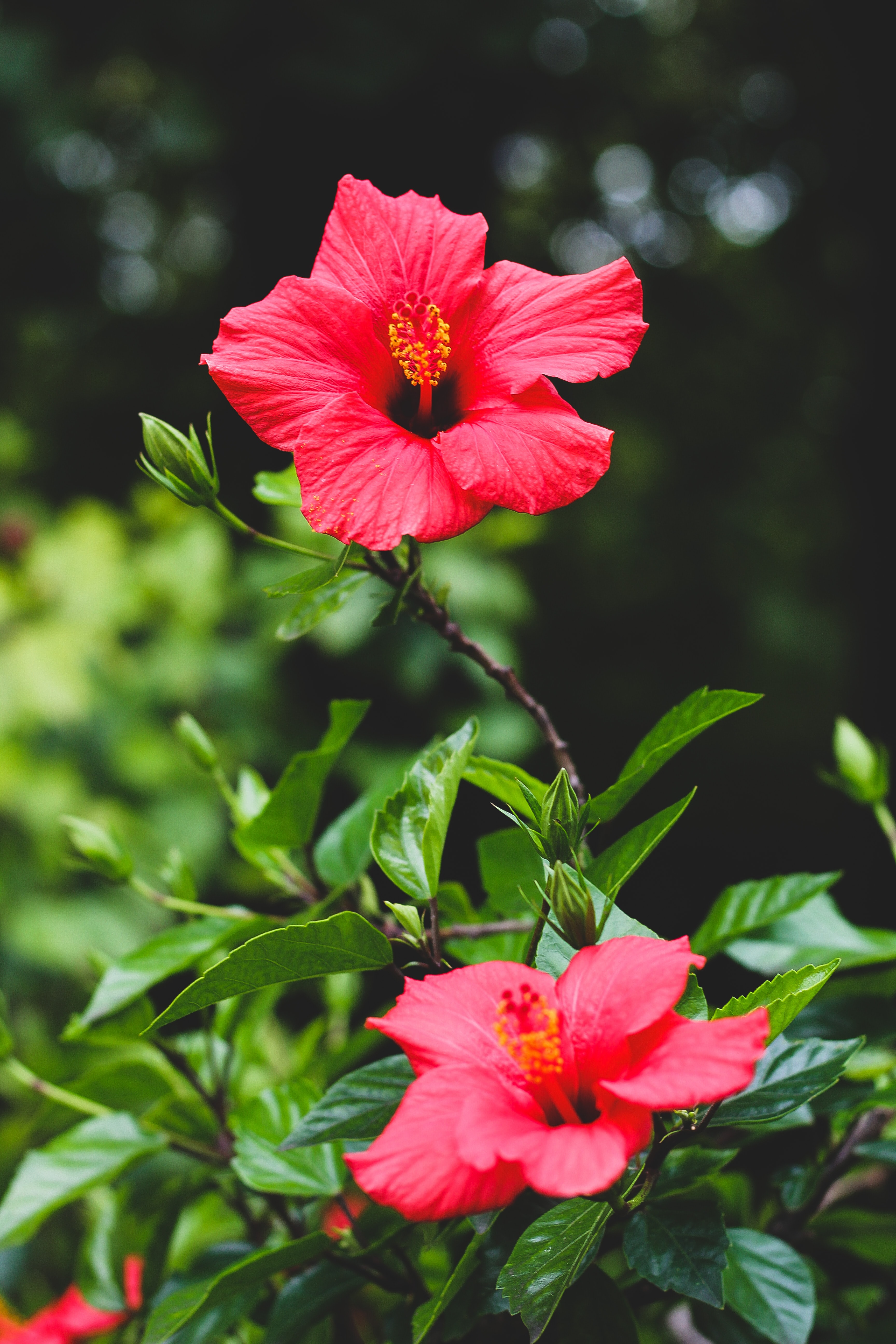 お使いの携帯電話の136214スクリーンセーバーと壁紙咲く。 赤, 赤い, 開花, 植物の写真を無料でダウンロード