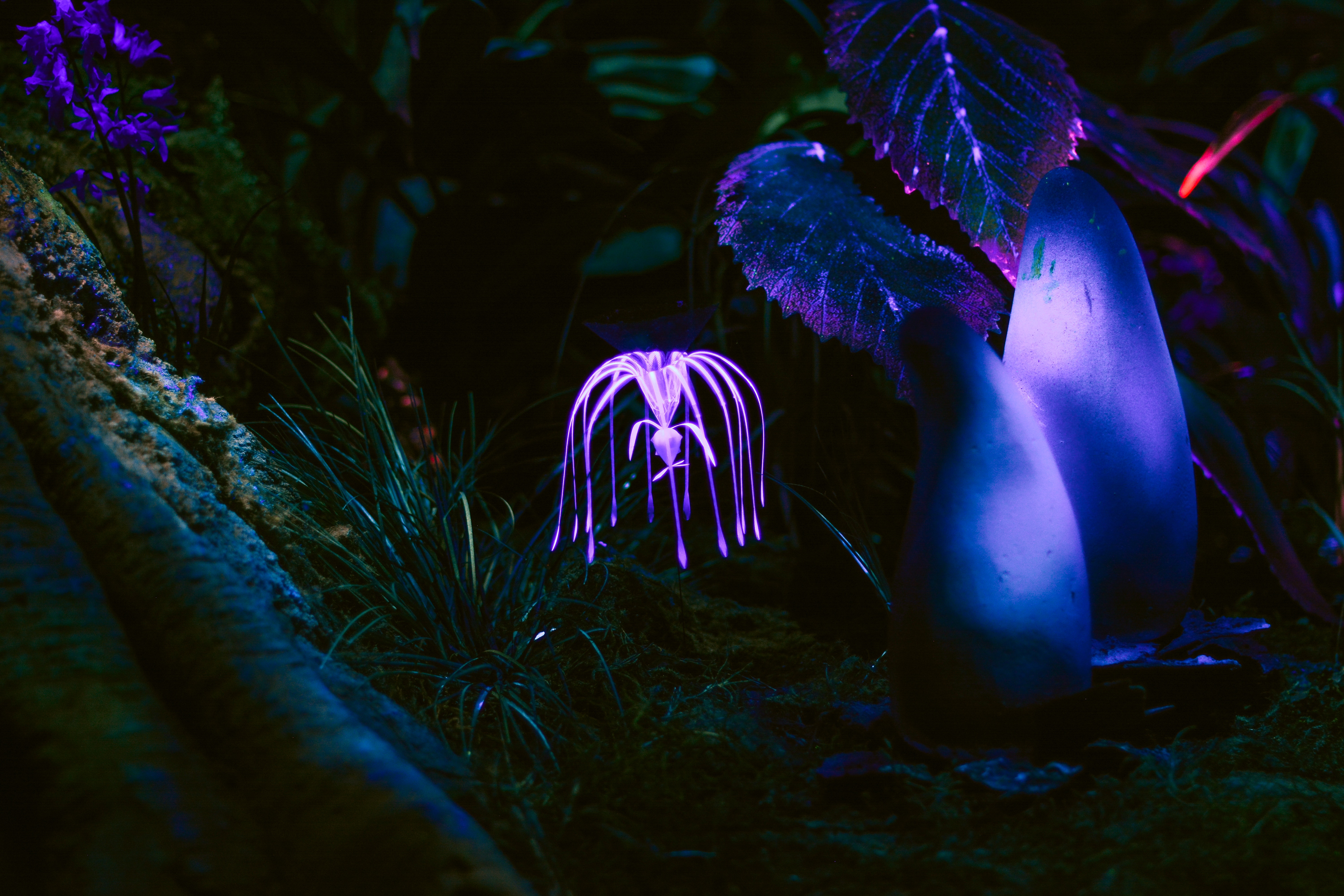 glow, plant, dark