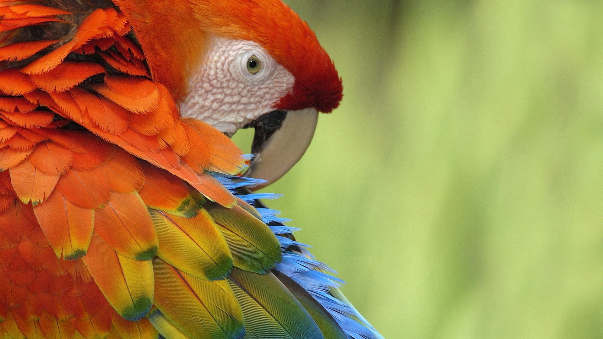 multicolored, color, parrots, animals Windows Mobile Wallpaper