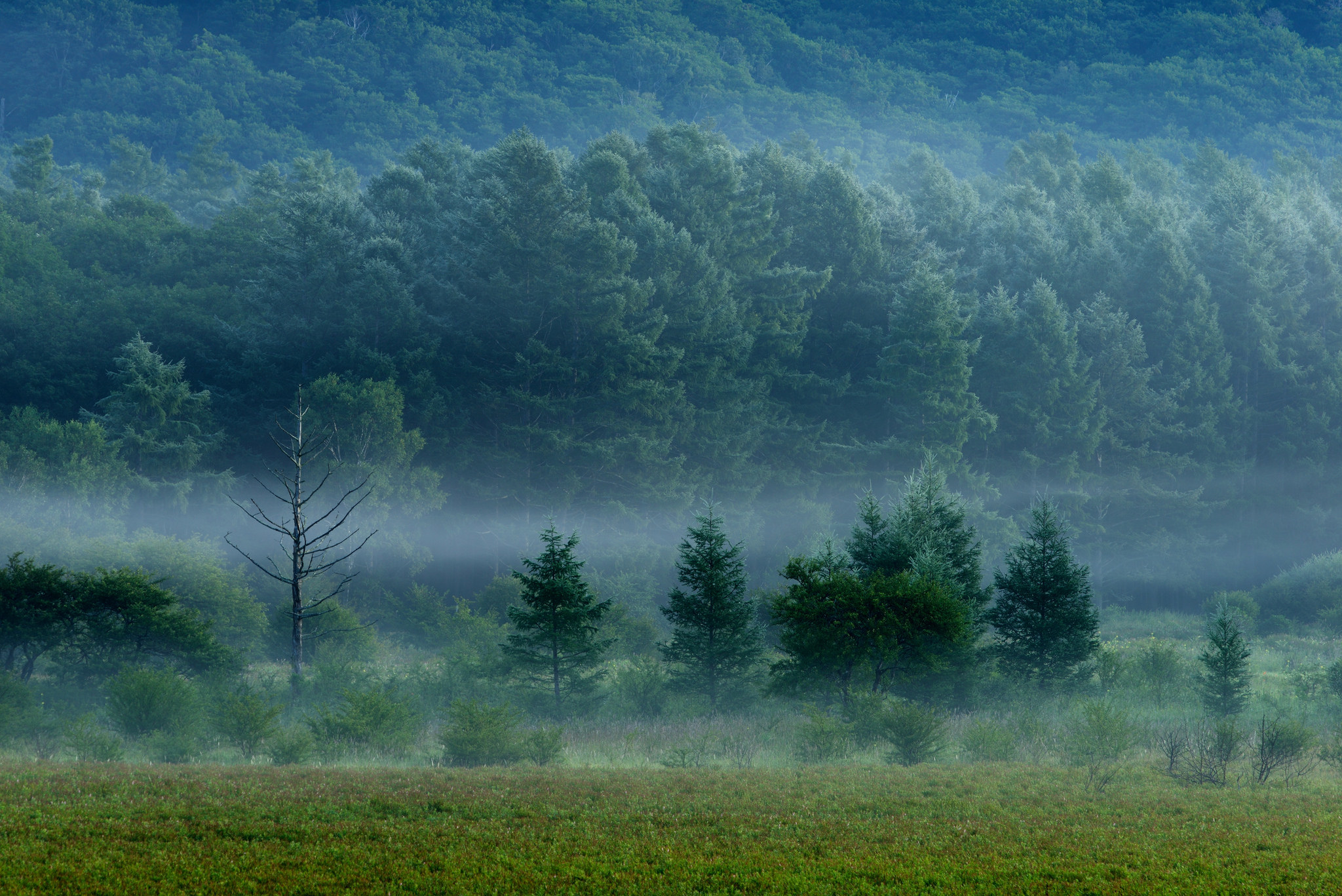 無料モバイル壁紙木, 自然, 草, 森林, 森, 霧をダウンロードします。