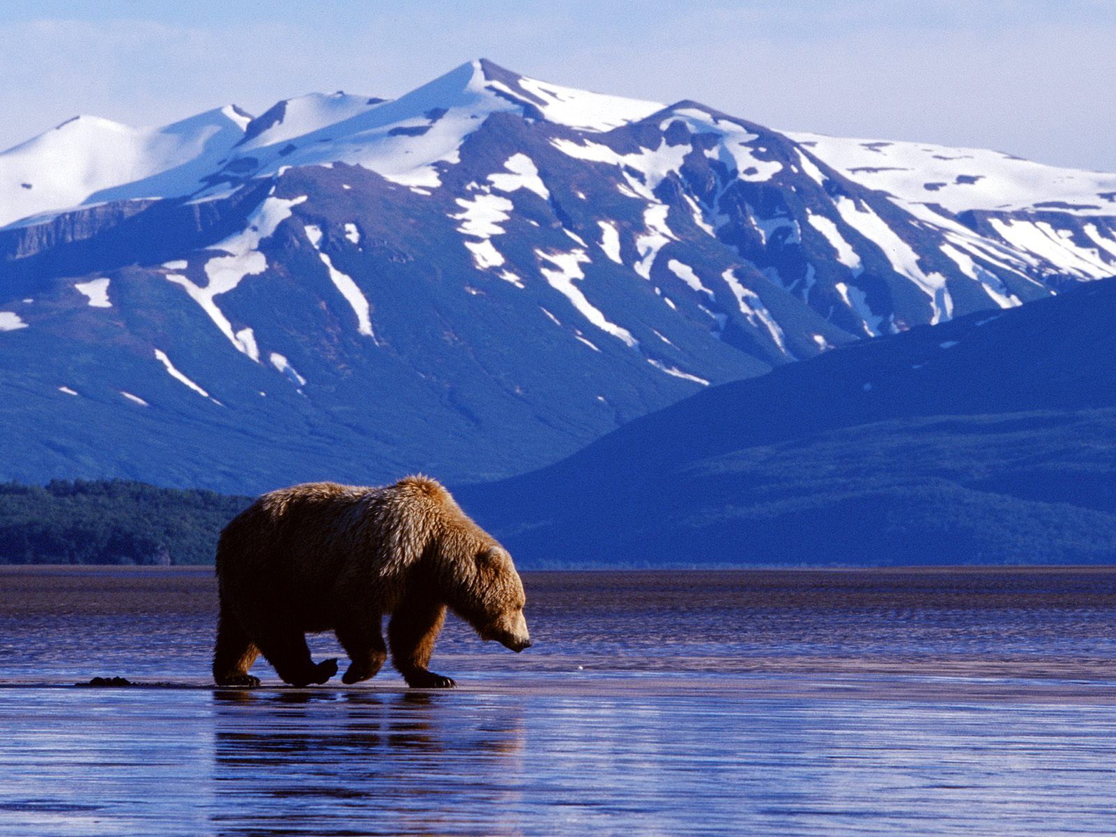Mobile wallpaper animal, grizzly bear, alaska, denali national park, grizzly, bears