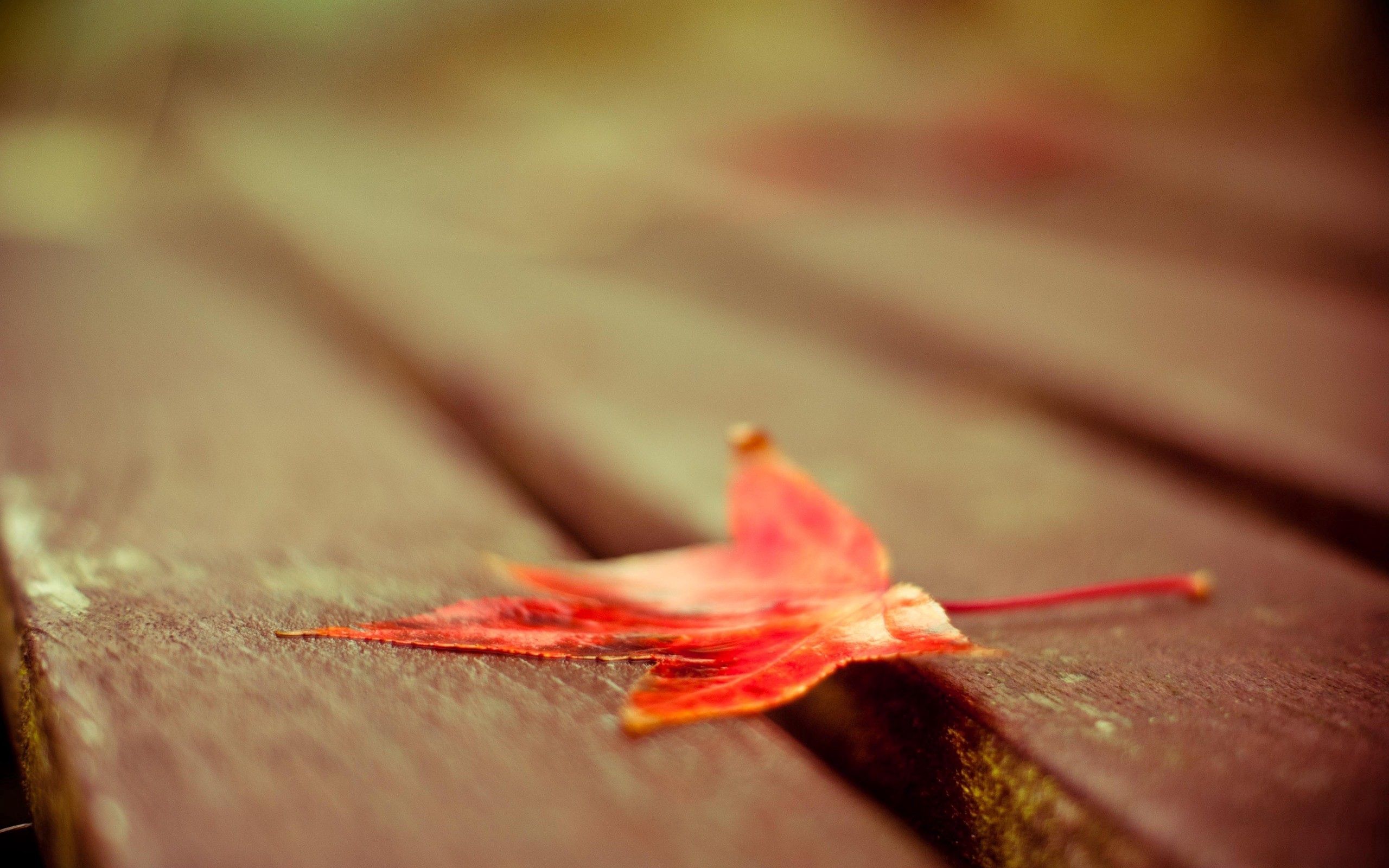 Desktop Backgrounds Maple autumn, macro, wooden, leaf