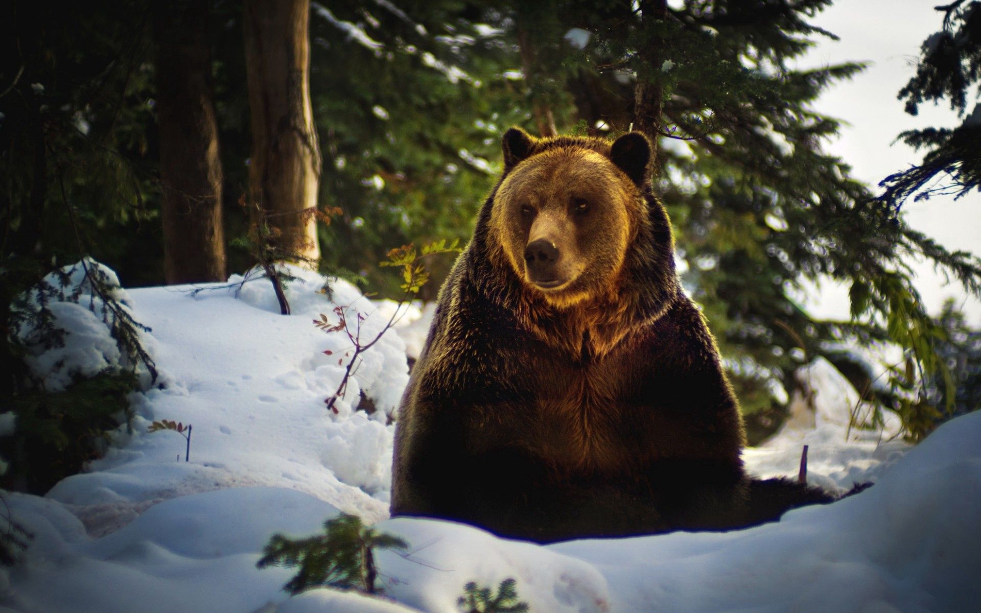 68715 Заставки і шпалери Тварини на телефон. Завантажити ліс, ведмідь, сніг картинки безкоштовно