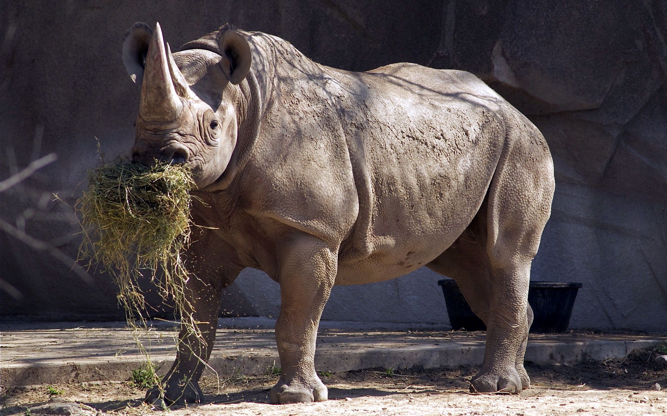 Die besten Rhinoceros-Hintergründe für den Telefonbildschirm