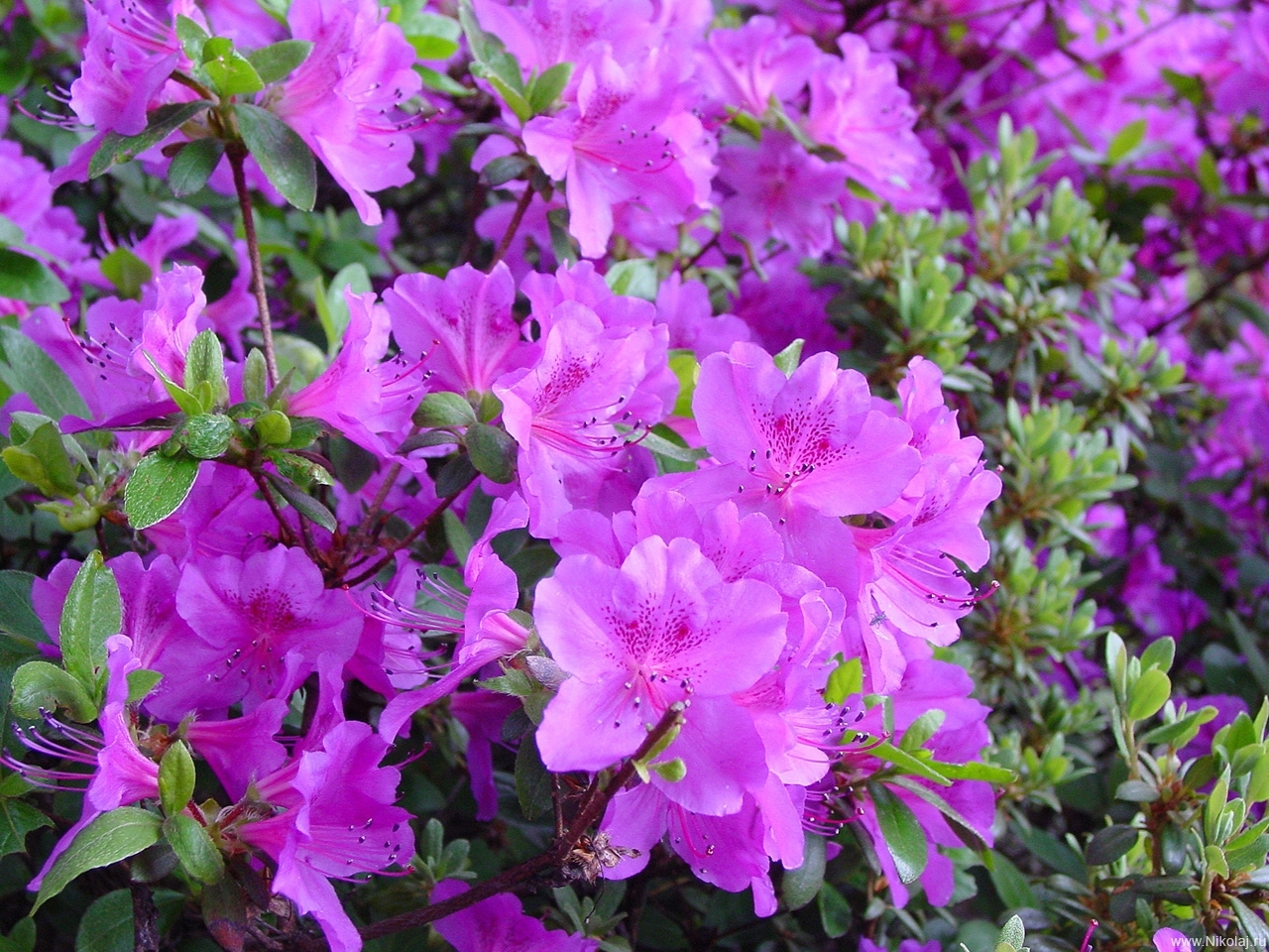violet, flowers, plants 1080p