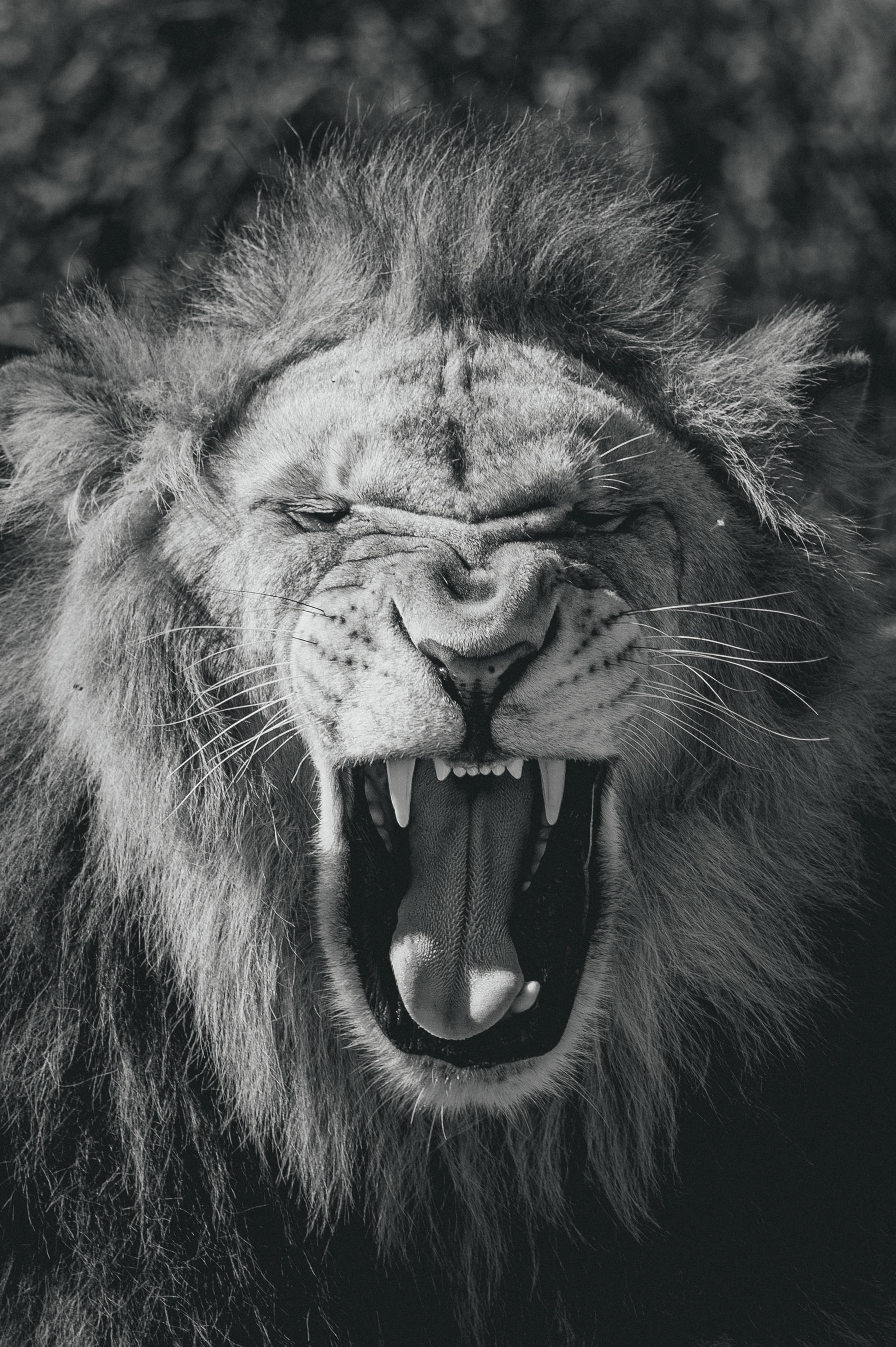 animals, lion, big cat, bw, chb, mouth, to fall, king of beasts, king of the beasts HD wallpaper