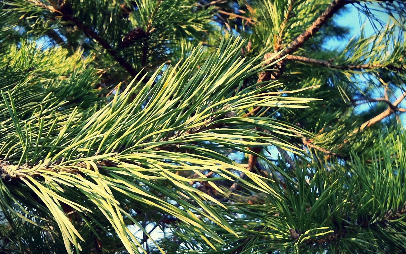 plants, pine, green phone background