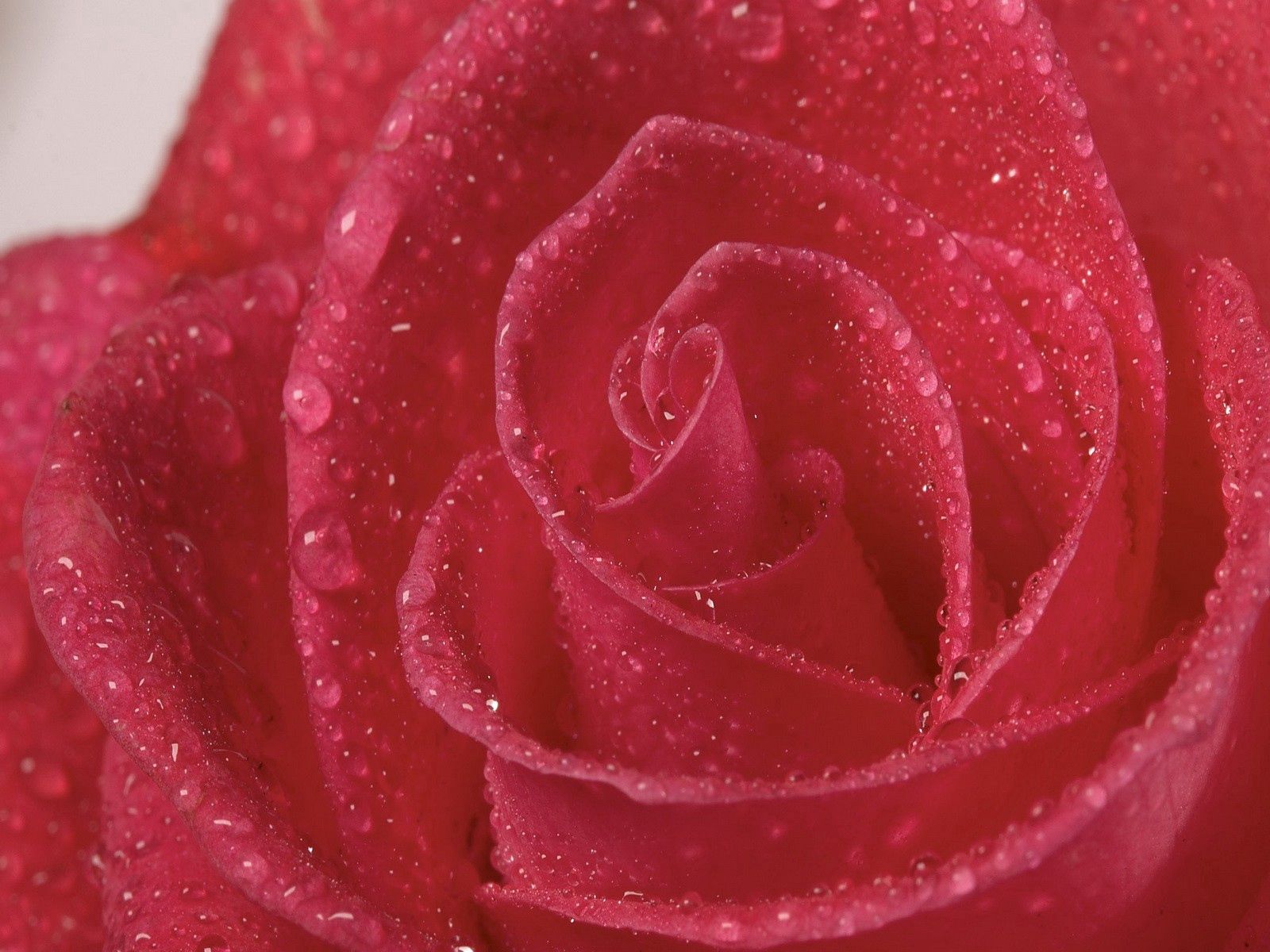 petals, bright, rose, macro Cell Phone Image