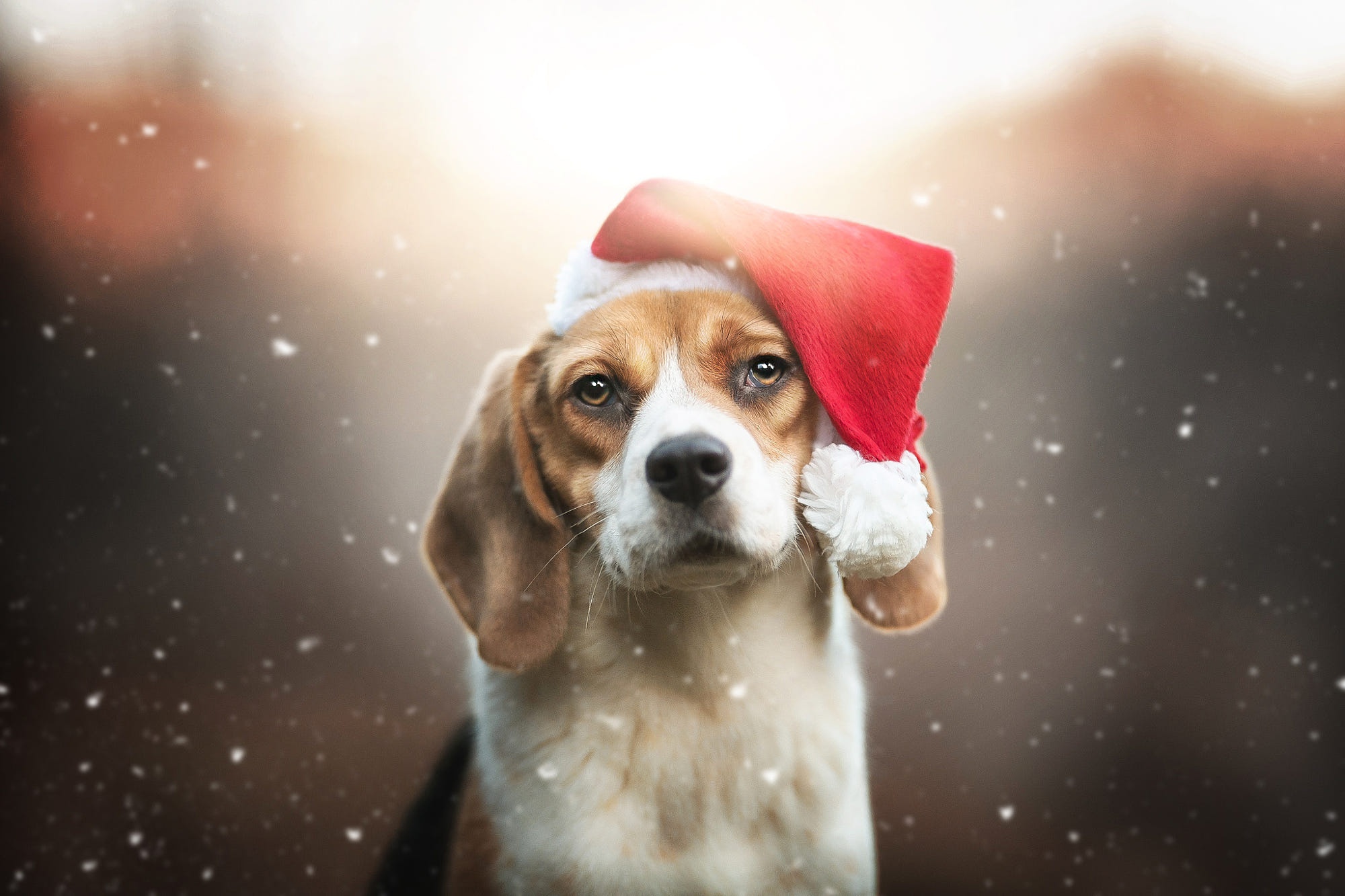 HD desktop wallpaper: Dogs, Dog, Christmas, Animal, Beagle, Santa Hat  download free picture #494388