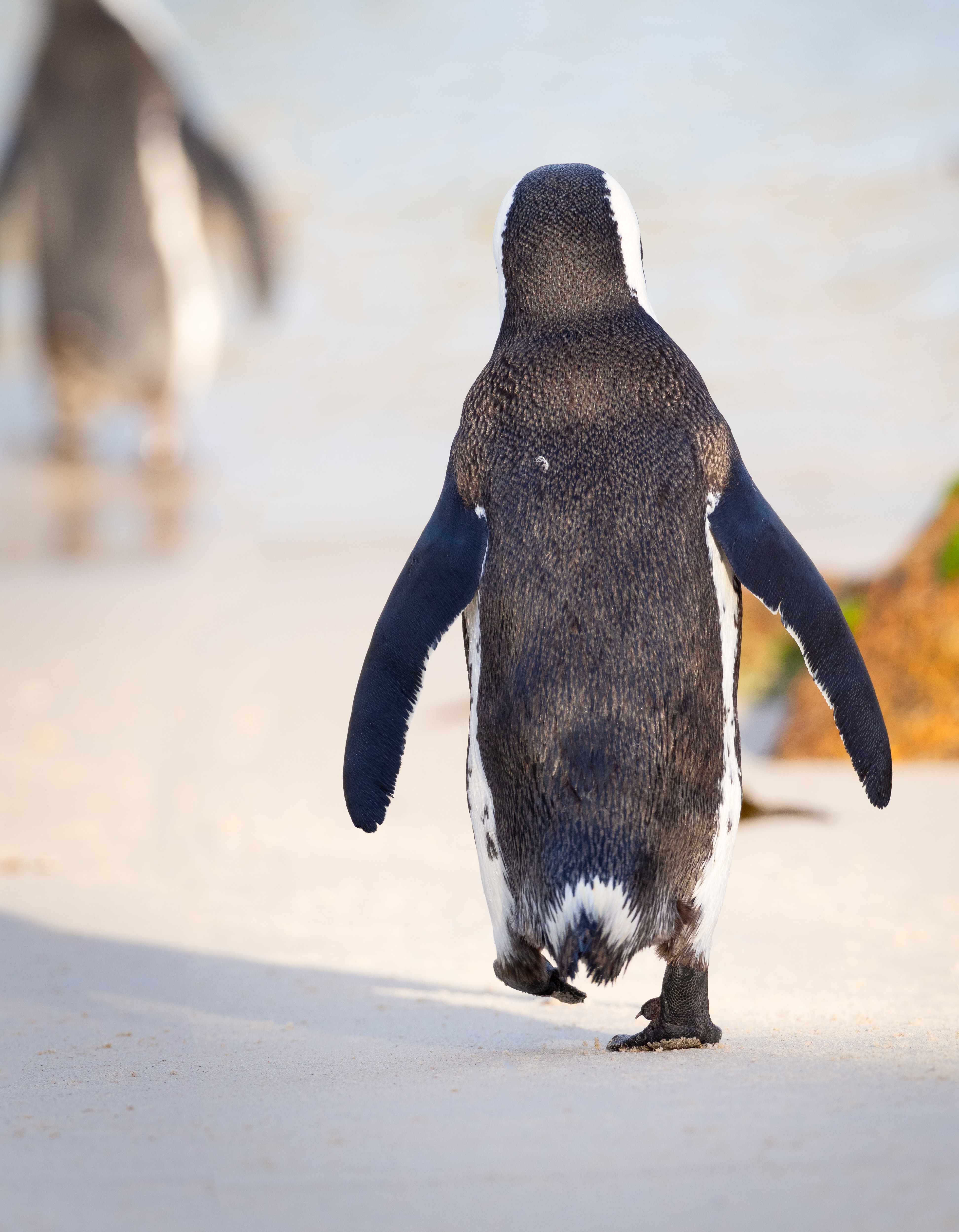 115308 Bildschirmschoner und Hintergrundbilder Pinguin auf Ihrem Telefon. Laden Sie tiere, vogel, farbe, bummel, spaziergang, pinguin Bilder kostenlos herunter