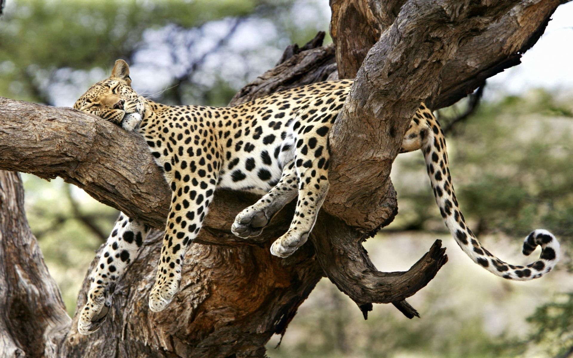 127225 Bild herunterladen tiere, leopard, sich hinlegen, liegen, raubtier, predator, große katze, big cat - Hintergrundbilder und Bildschirmschoner kostenlos