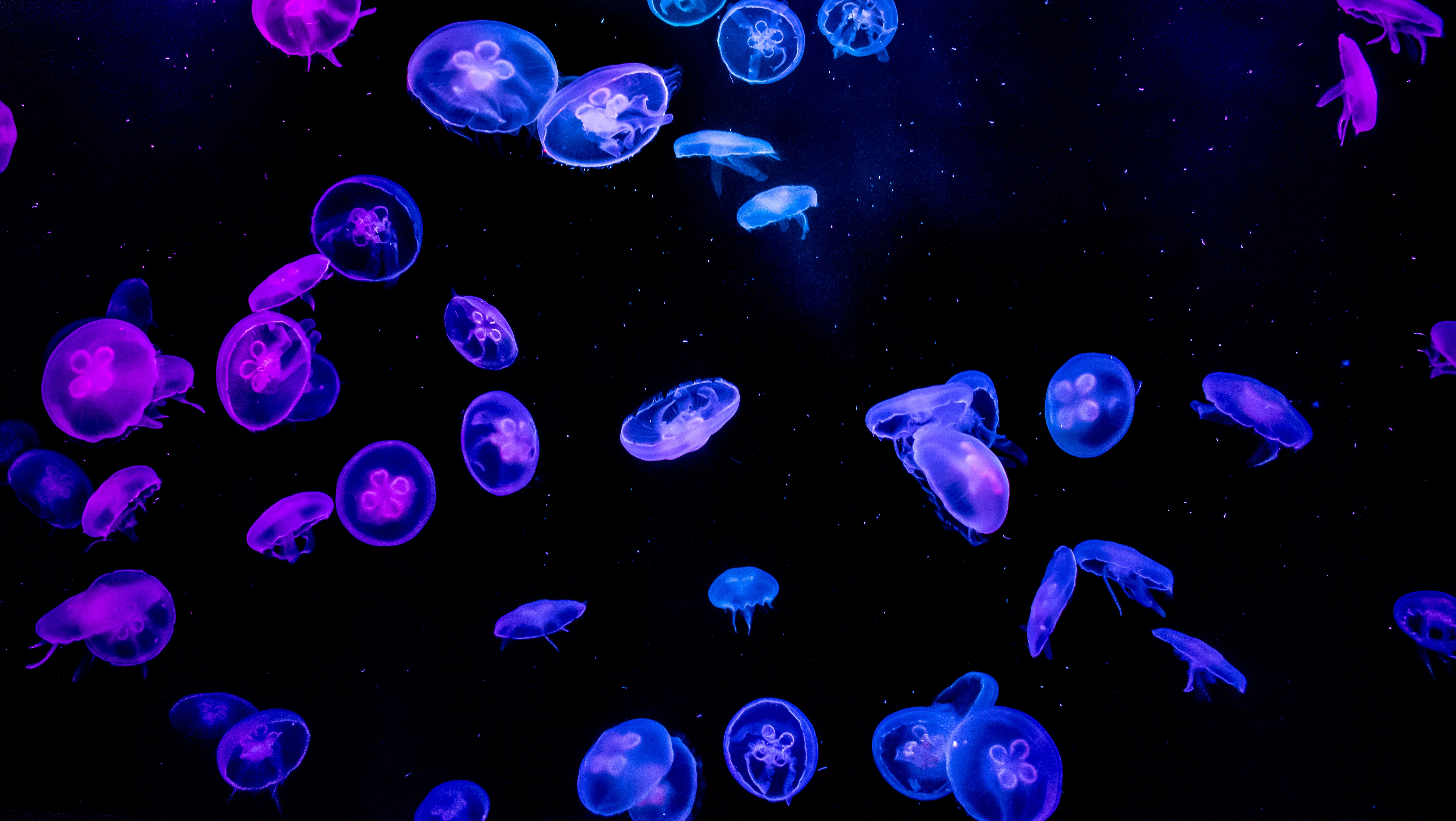 jellyfish, water, black, dark, glow