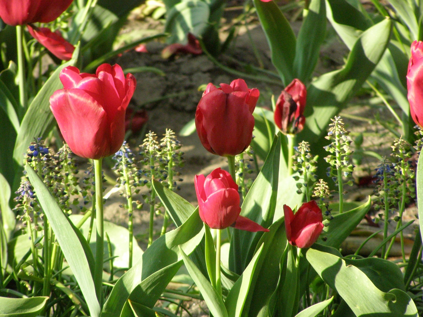 1782 télécharger le fond d'écran plantes, fleurs, tulipes - économiseurs d'écran et images gratuitement