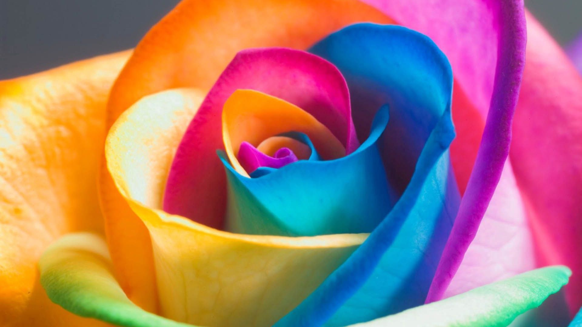 Phone Background Full HD macro, rose flower, bud, multicolored